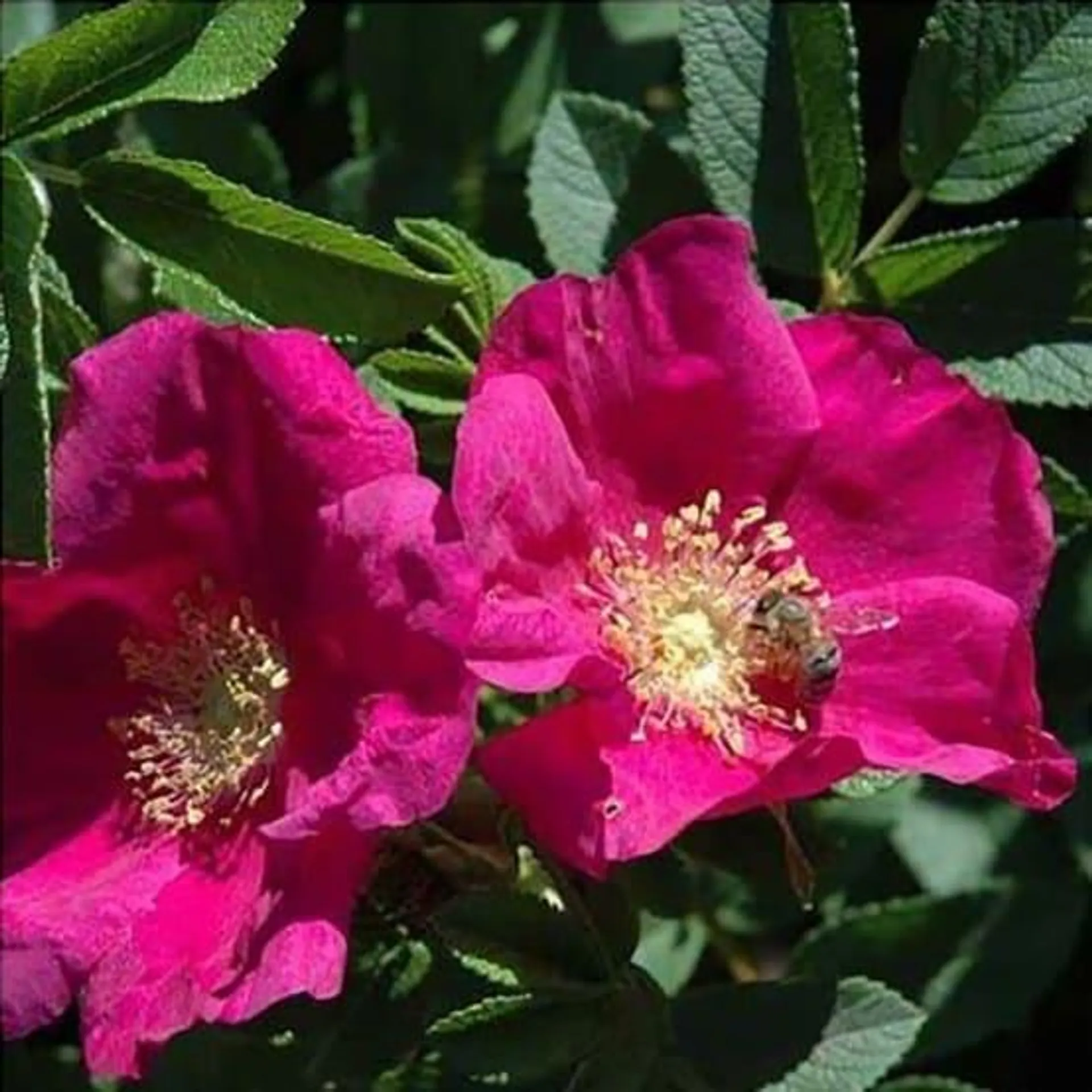 Rosa rugosa 'Rotes Meer'®