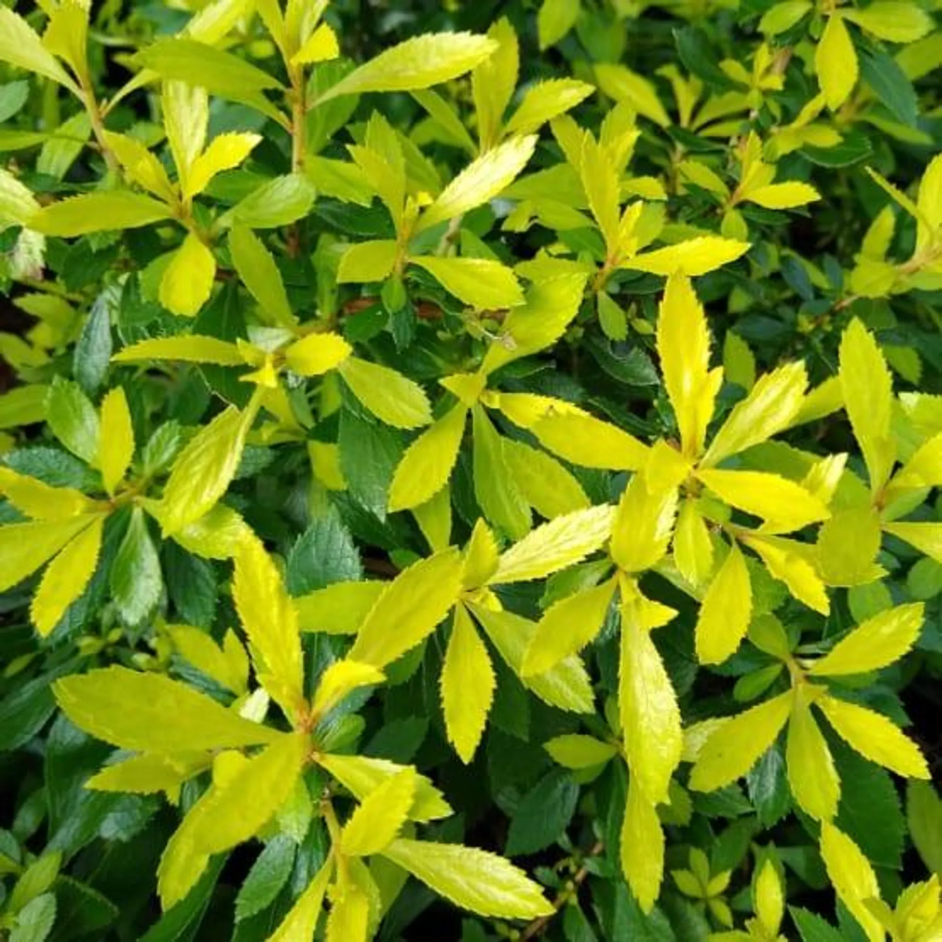 Escallonia Golden Carpet