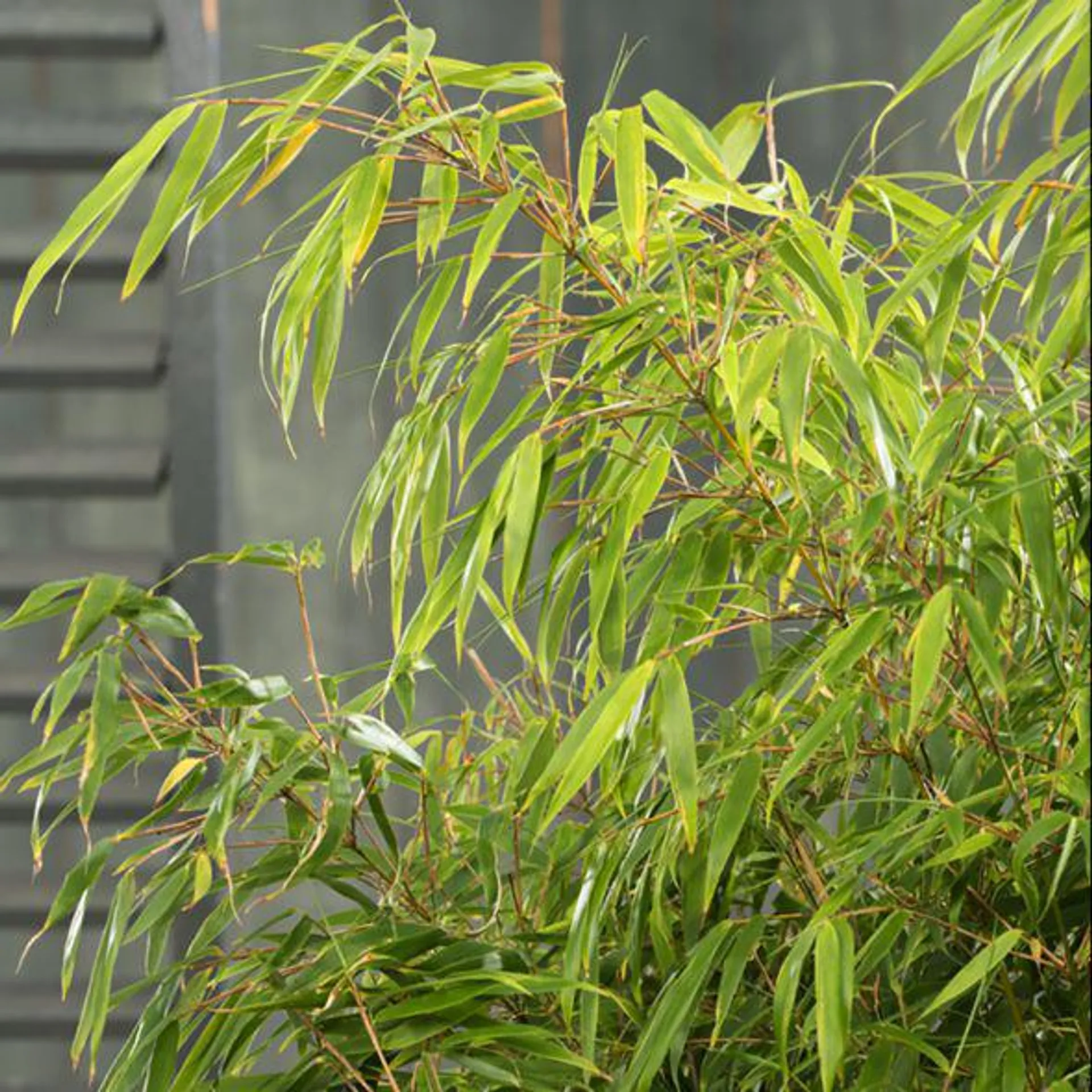 Haie de Bambous non-traçants : Fargesia Rufa 3L x 5