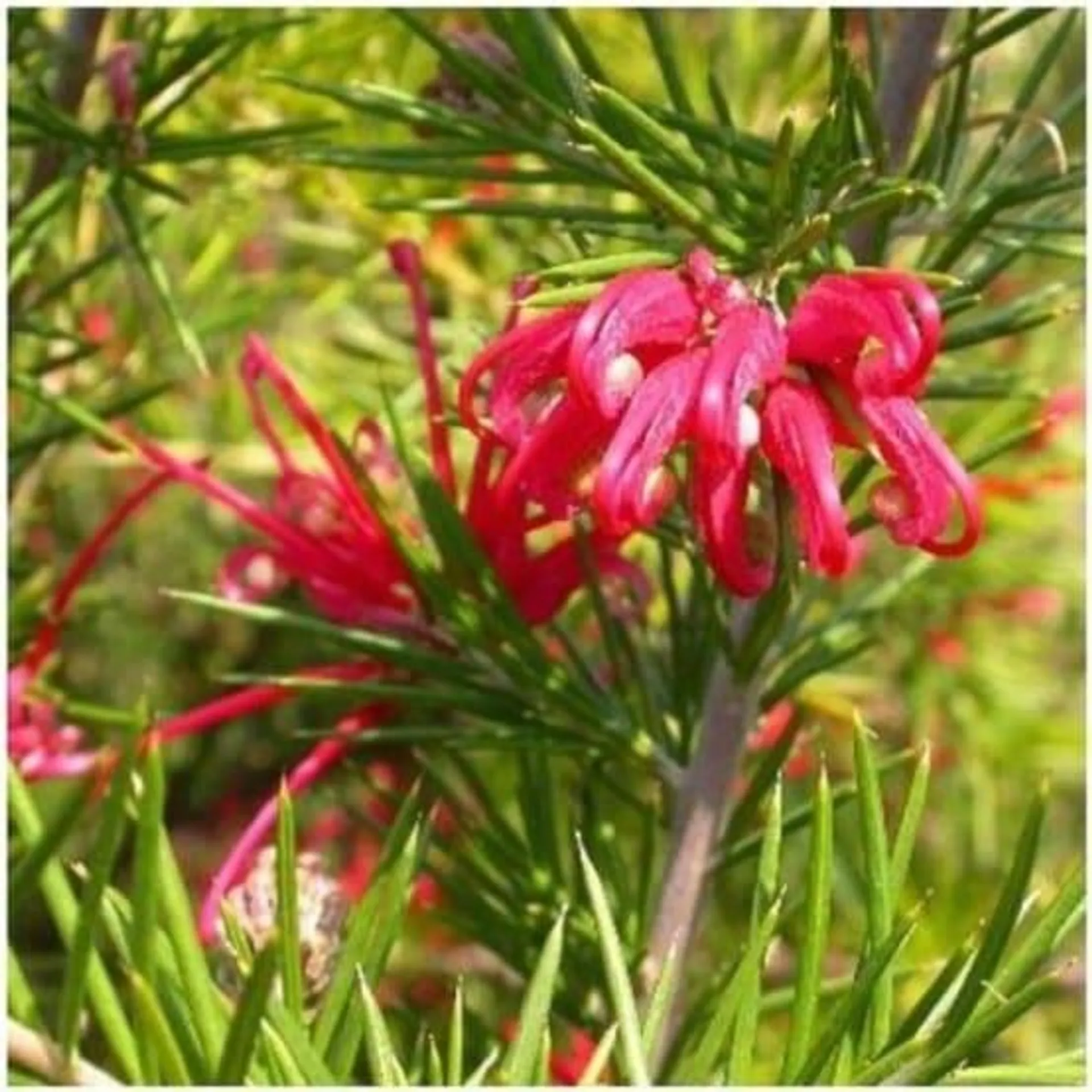 Grevillea juniperina