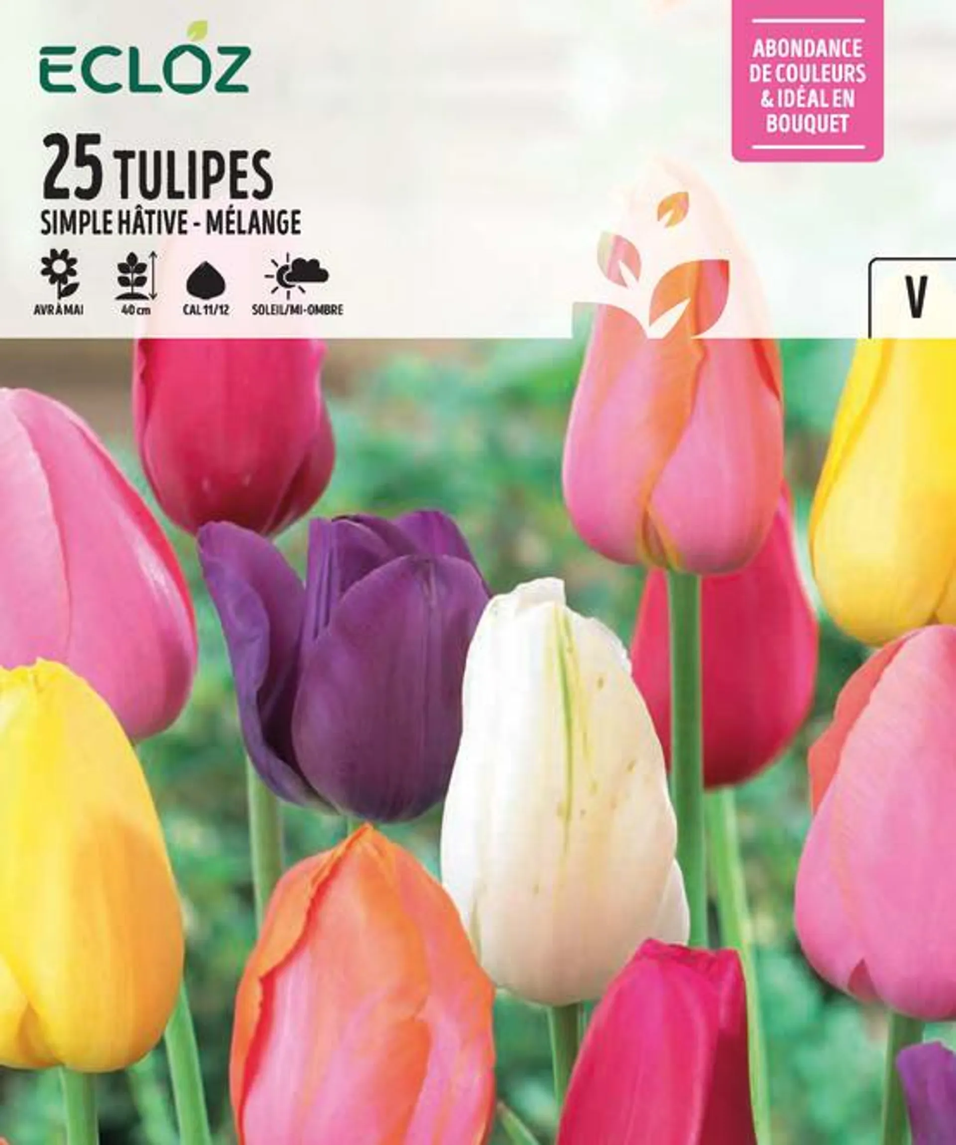 Tulipe simple hâtive bulbes mélange Ø 11/12 cm x 25 – ECLOZ