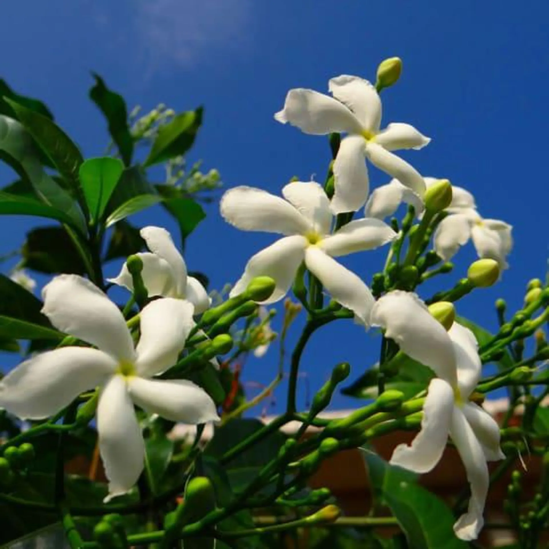 Jasmin étoilé - Trachelospermum