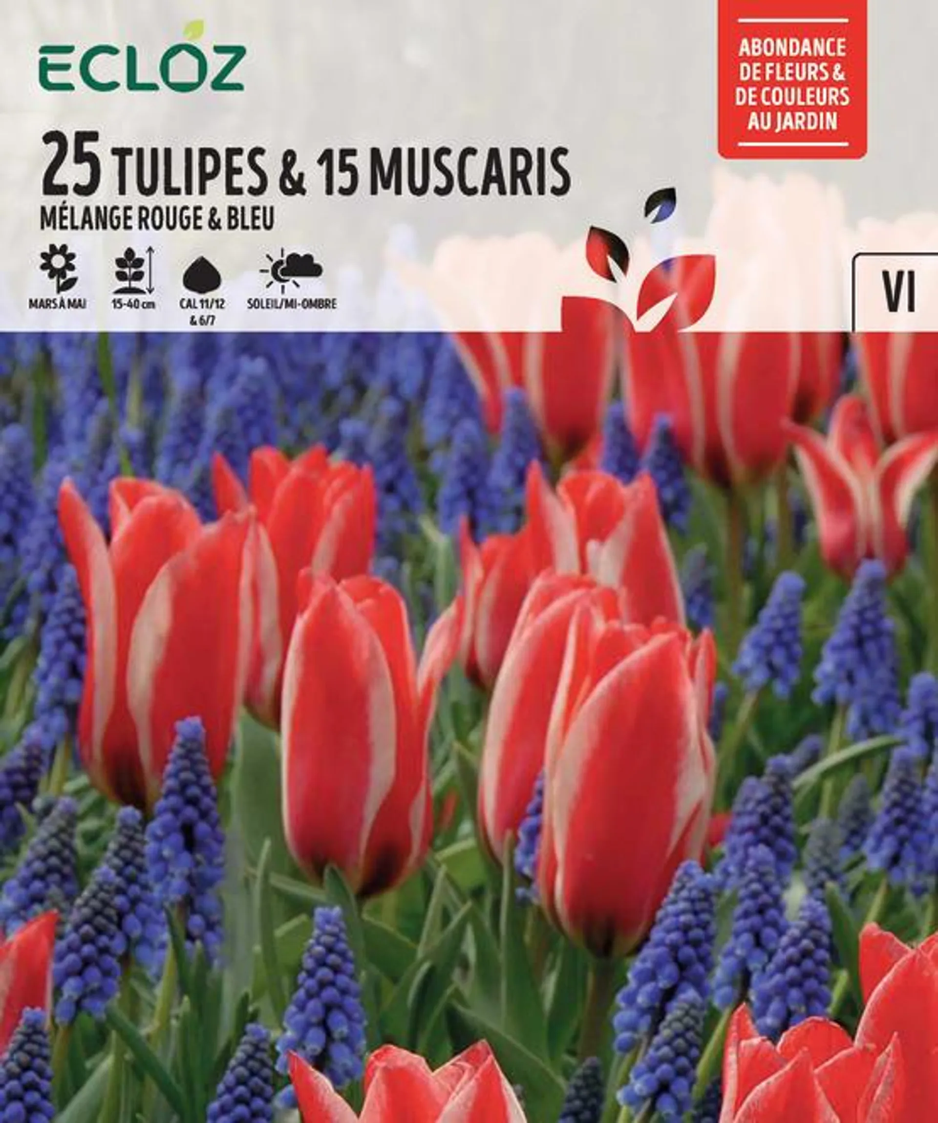 Bulbes À Fleurs Tulipe & Muscari Mélange X40 – ECLOZ