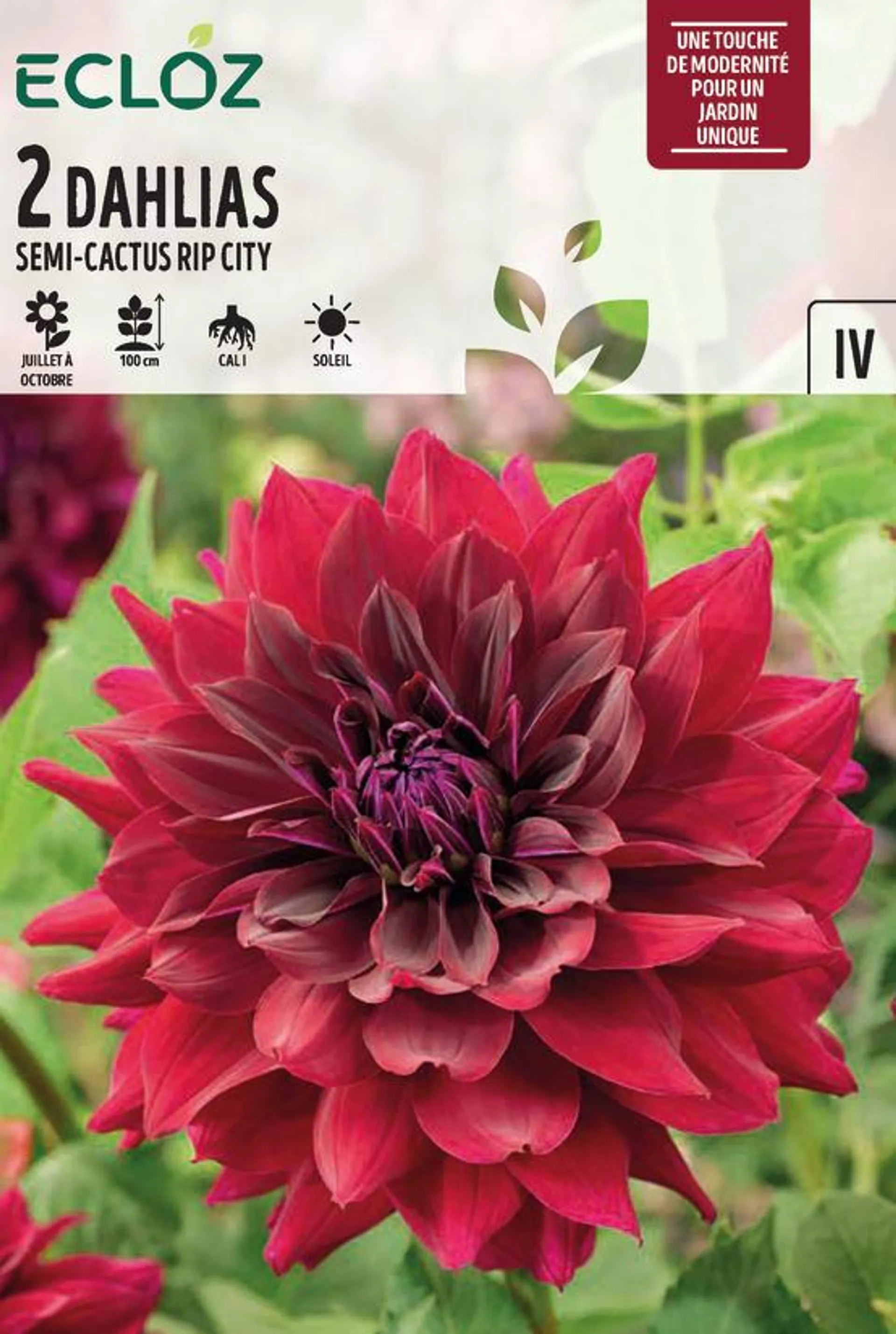 Dahlia Semi-Cactus Rip City Cal I X2 - ECLOZ