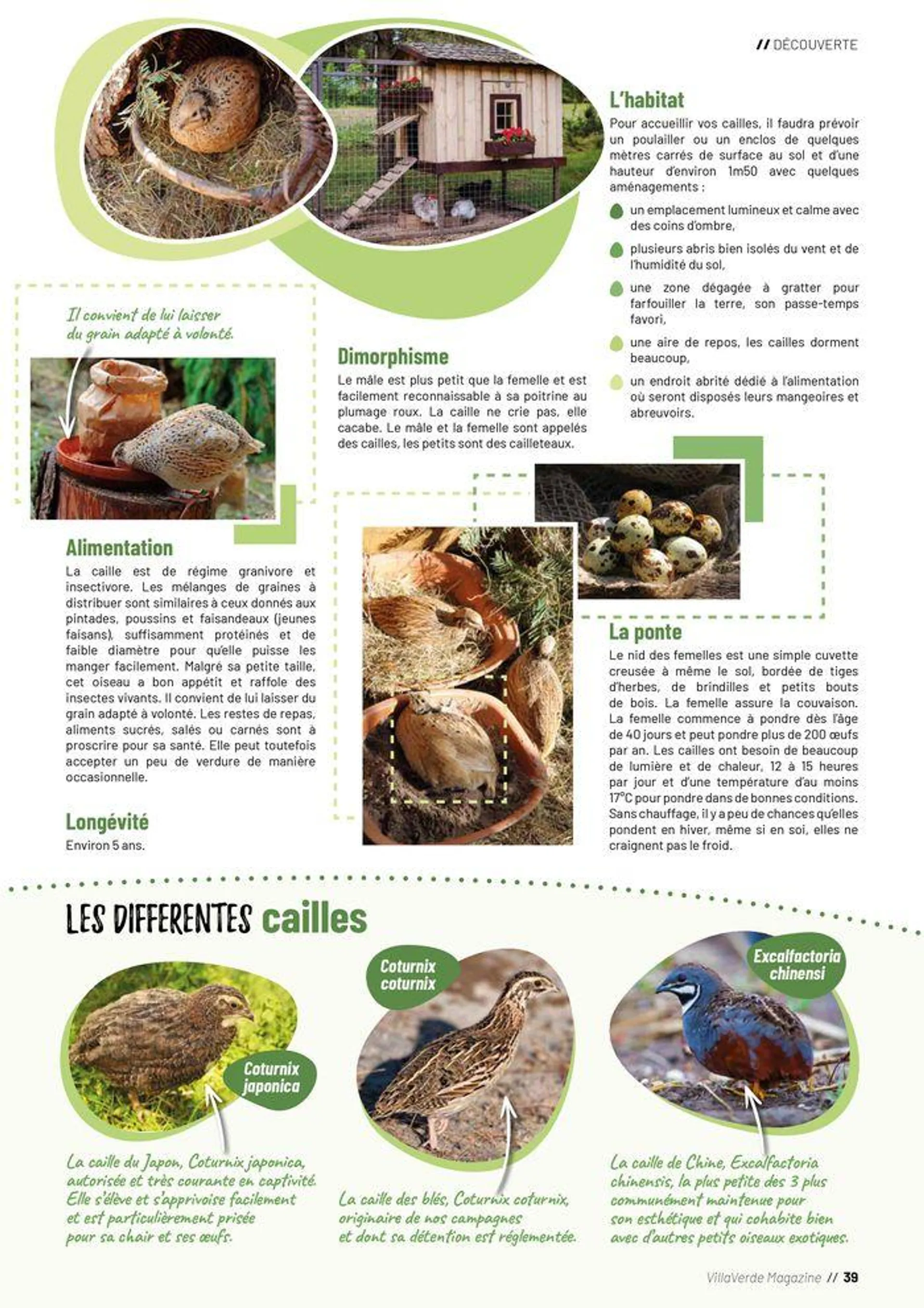 VillaVerde Animalerie 2024 du 18 juin au 31 décembre 2024 - Catalogue page 39