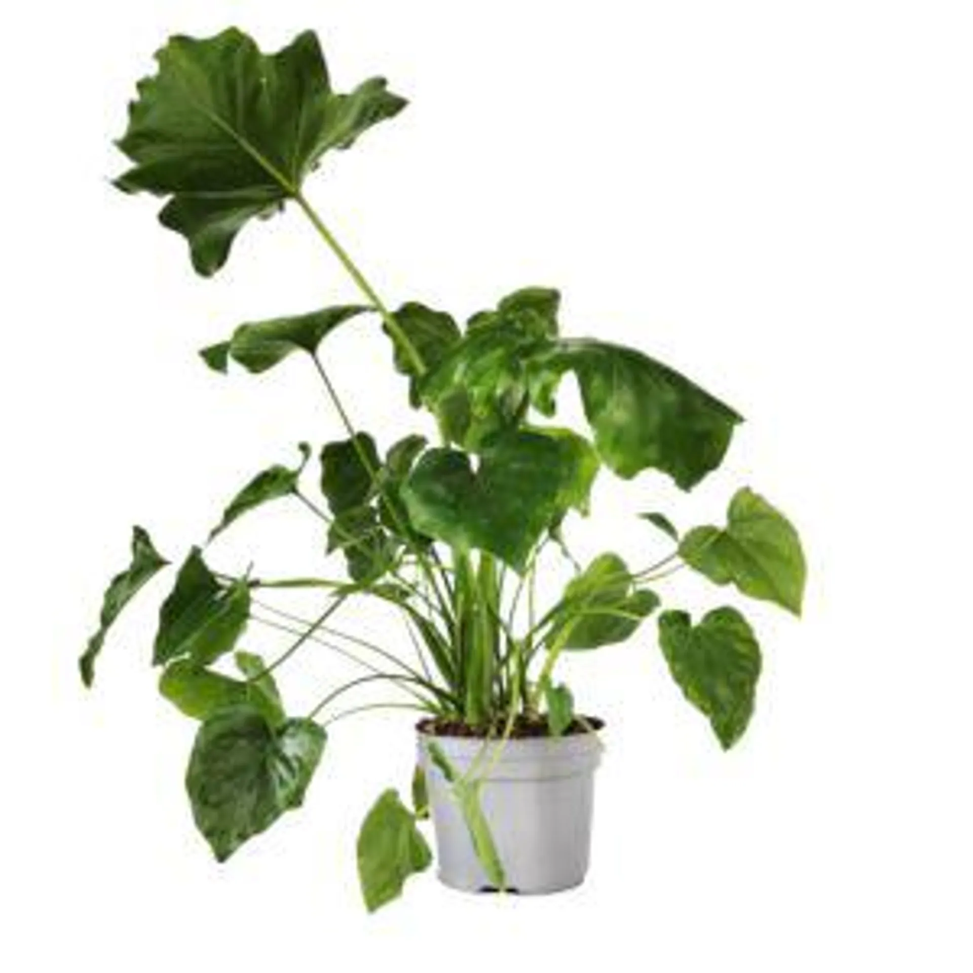 Philodendron selloum