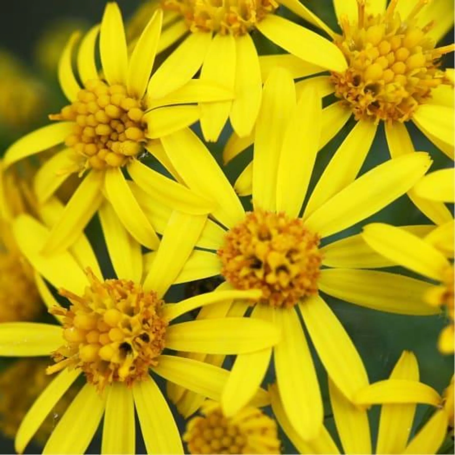 Aster d'automne jaune 'Golden Sunshine’' lot de 3