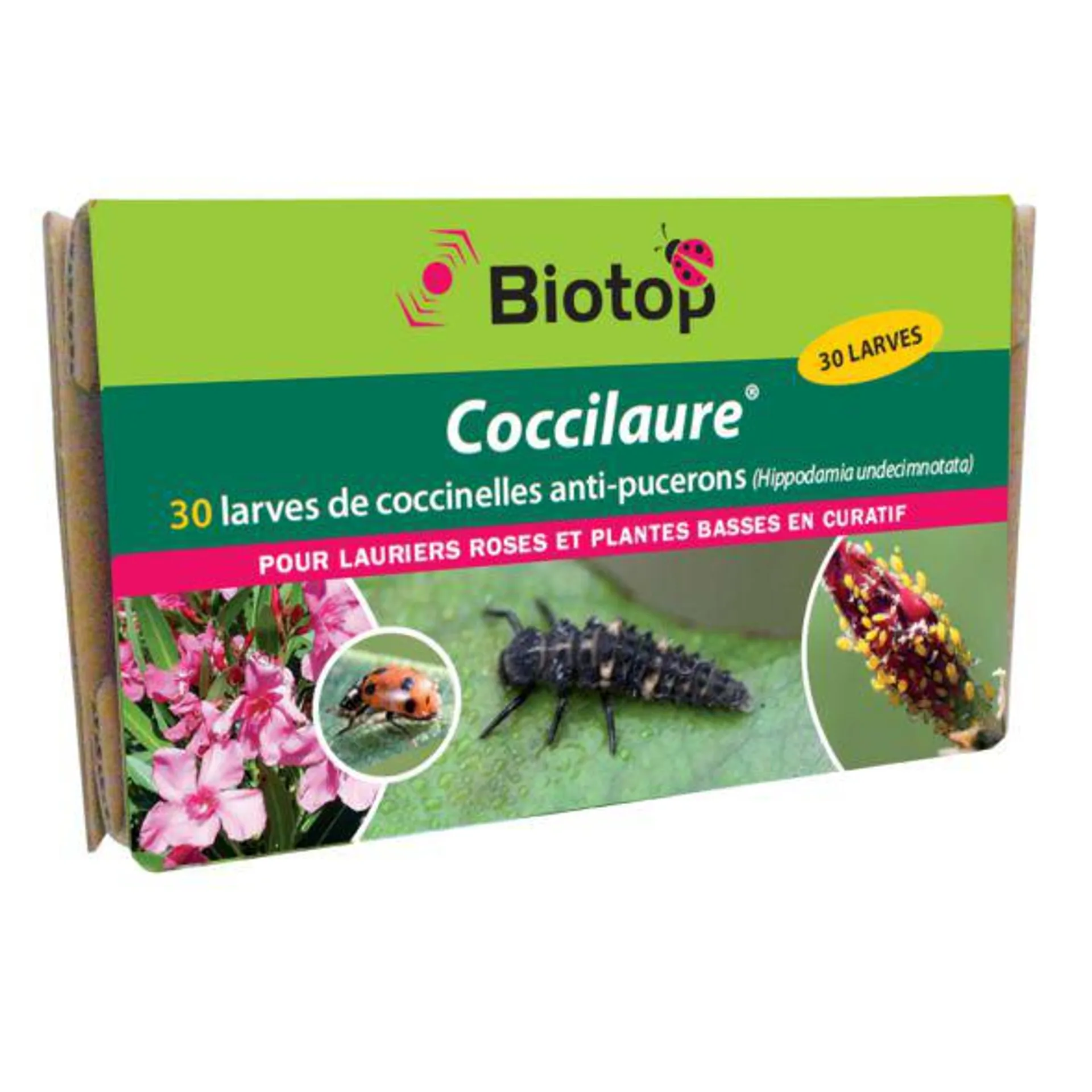 Coccilaure coccinelles anti-pucerons pour plantes basses BIOTOP - 30 larves