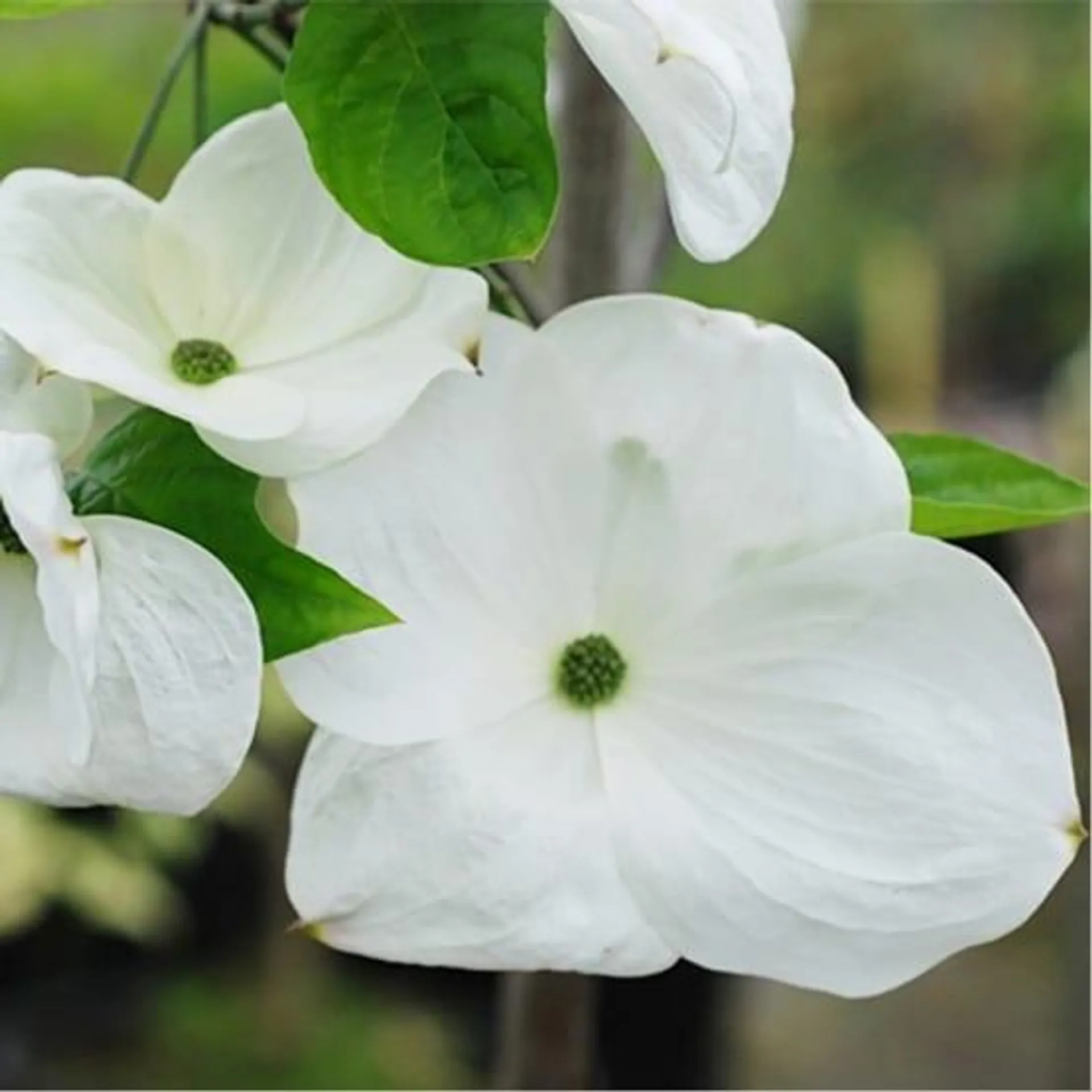 Cornouiller à fleurs 'Eddie's White Wonder'