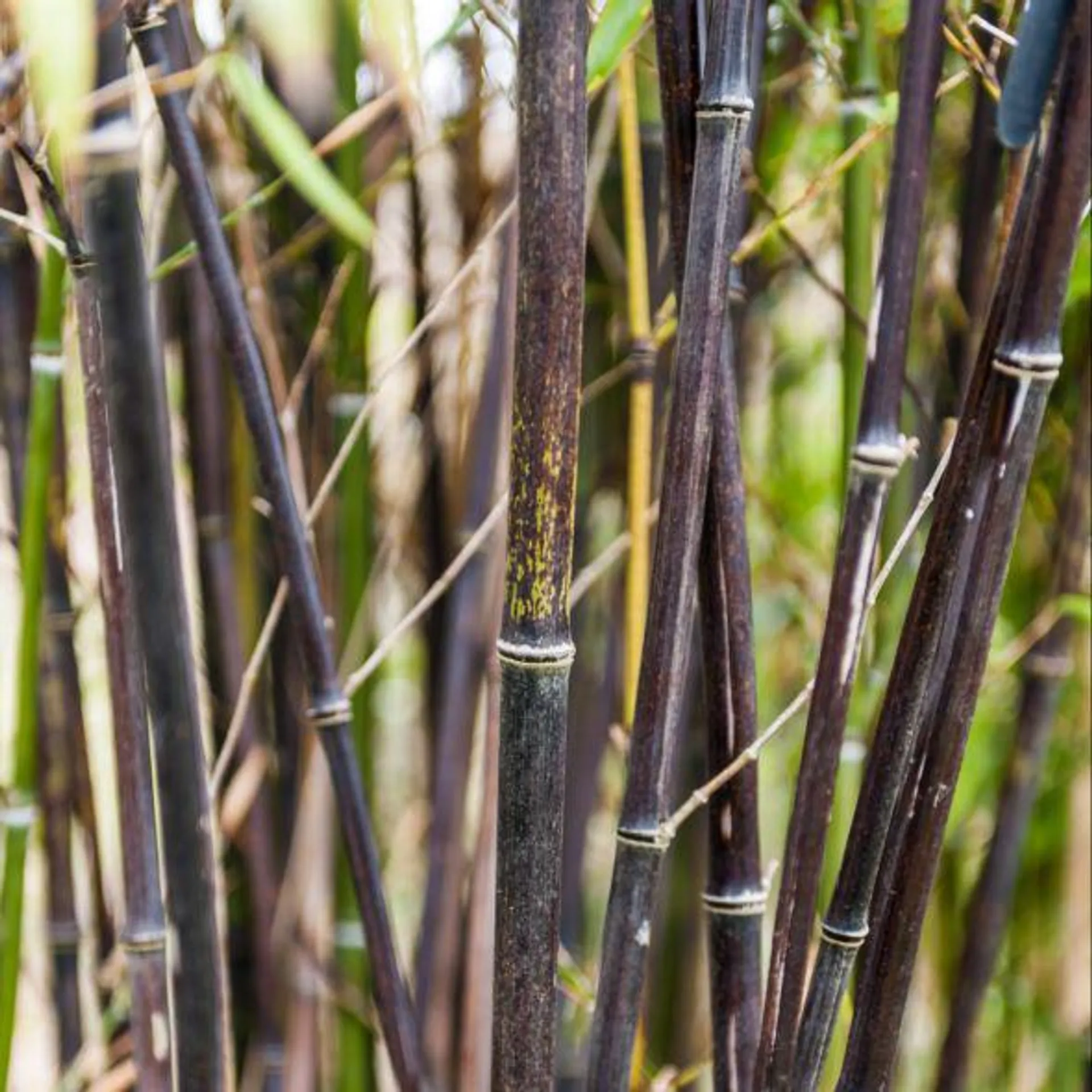 Bambou moyen : Phyllostachys nigra