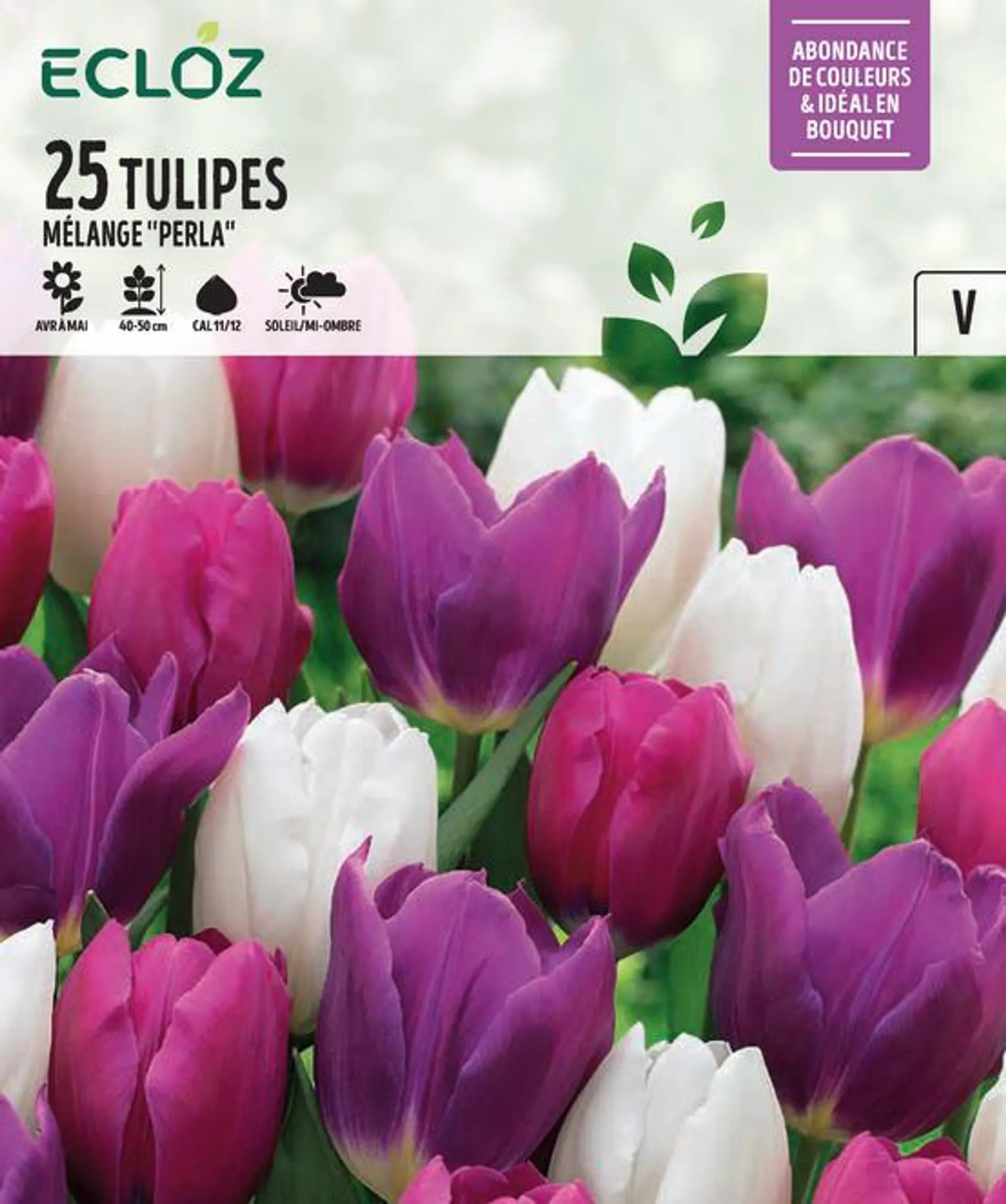 Tulipe Botanique Bulbes Mélange Perla Calibre 11/12 x25 – ECLOZ