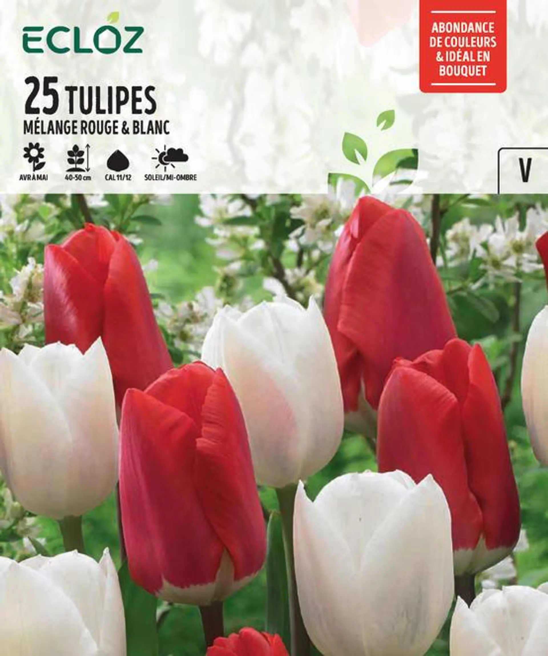 Tulipe botanique Rouge et Blanc Bulbe 11/12 x25 - ECLOZ