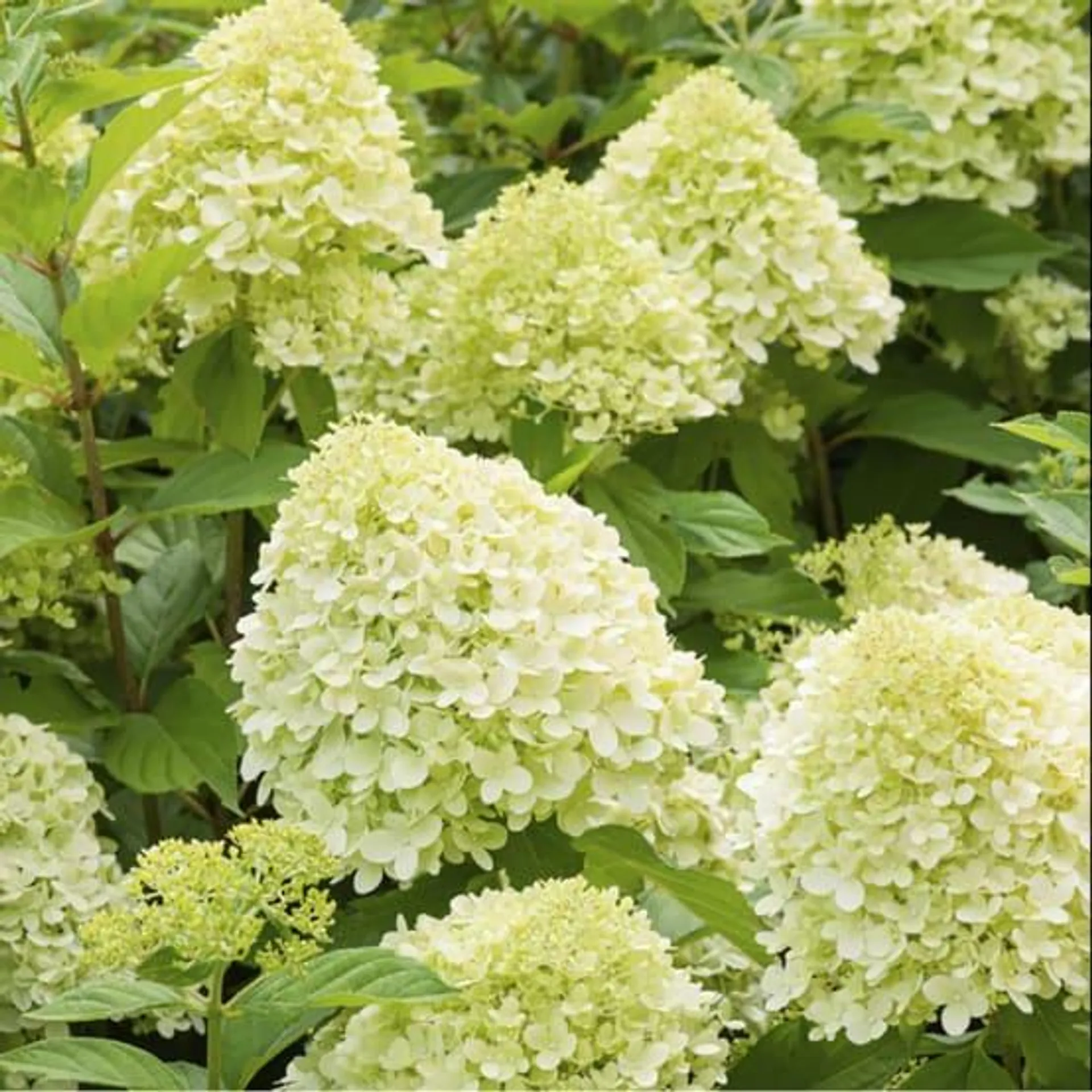 Hydrangea paniculata Limelight® - Hortensia