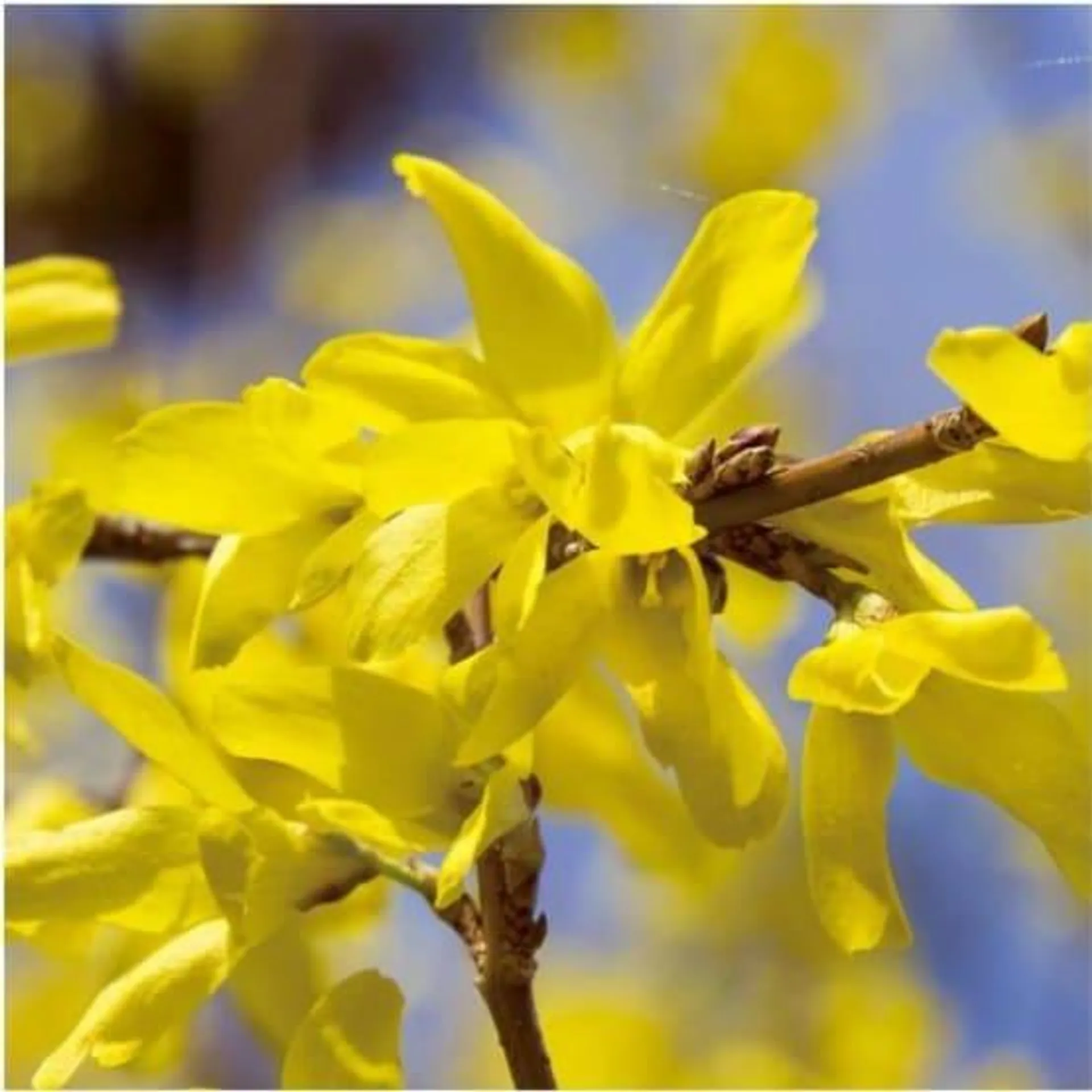 Forsythia 'Week-end'