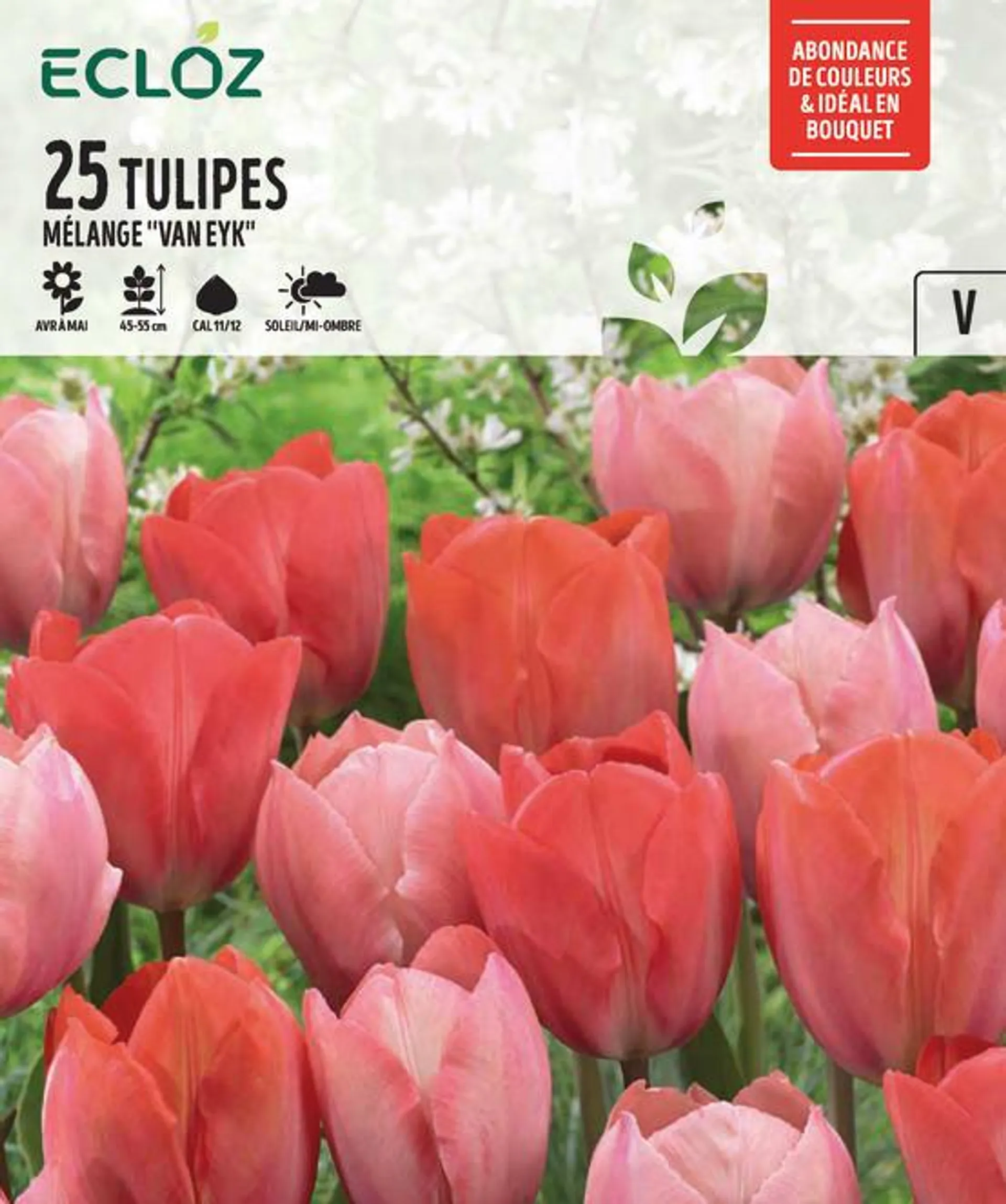 Bulbes Tulipe Botanique Van Eyk Mélange Calibre 11/12 x25 – ECLOZ