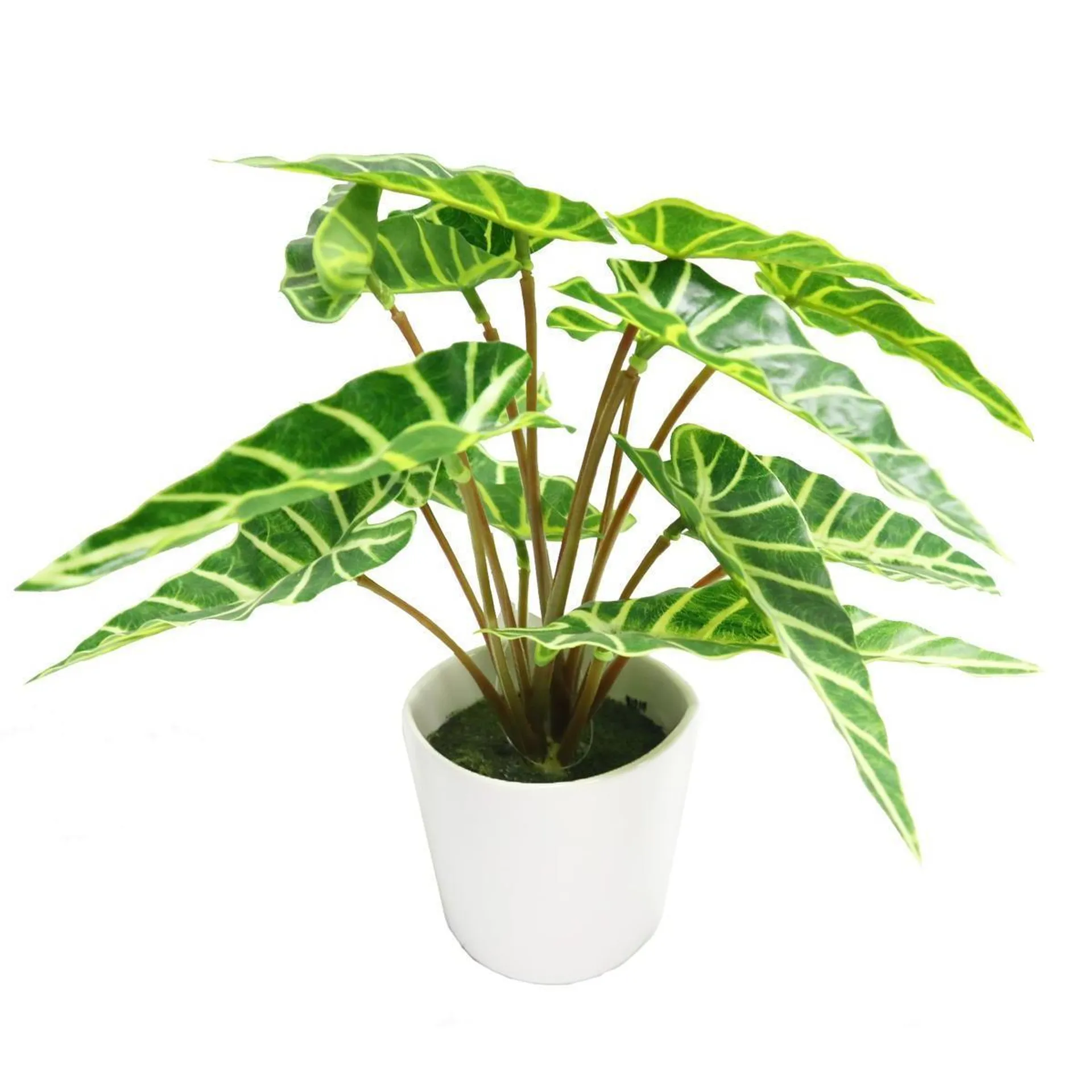 Plante Colocasia/Taro en pot céramique pot H 27xø 10 cm