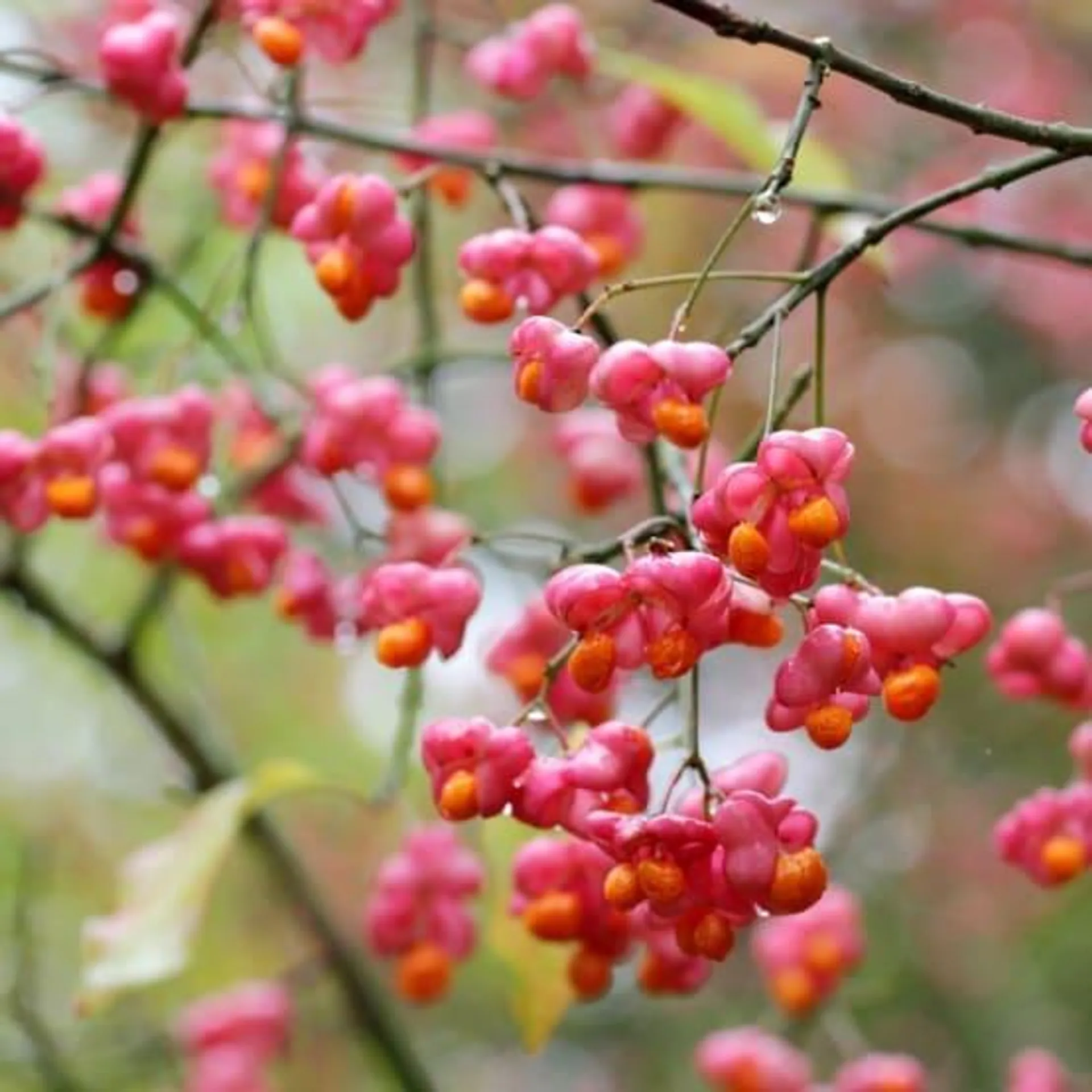 Fusain d'europe 'Red cascade'