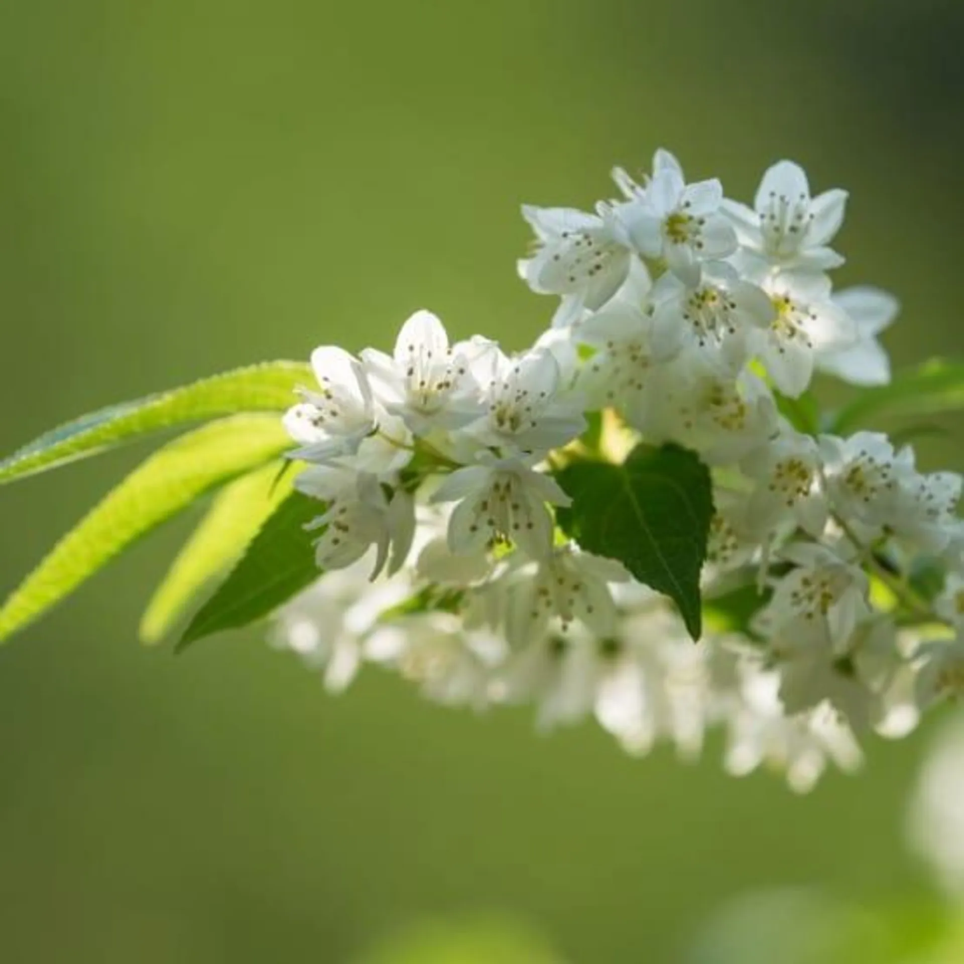 Deutzia gracilis