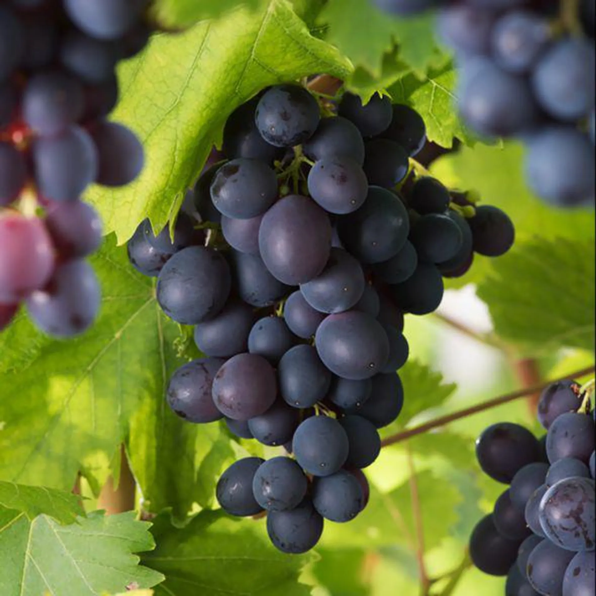 Vigne 'Muscat de Hambourg'