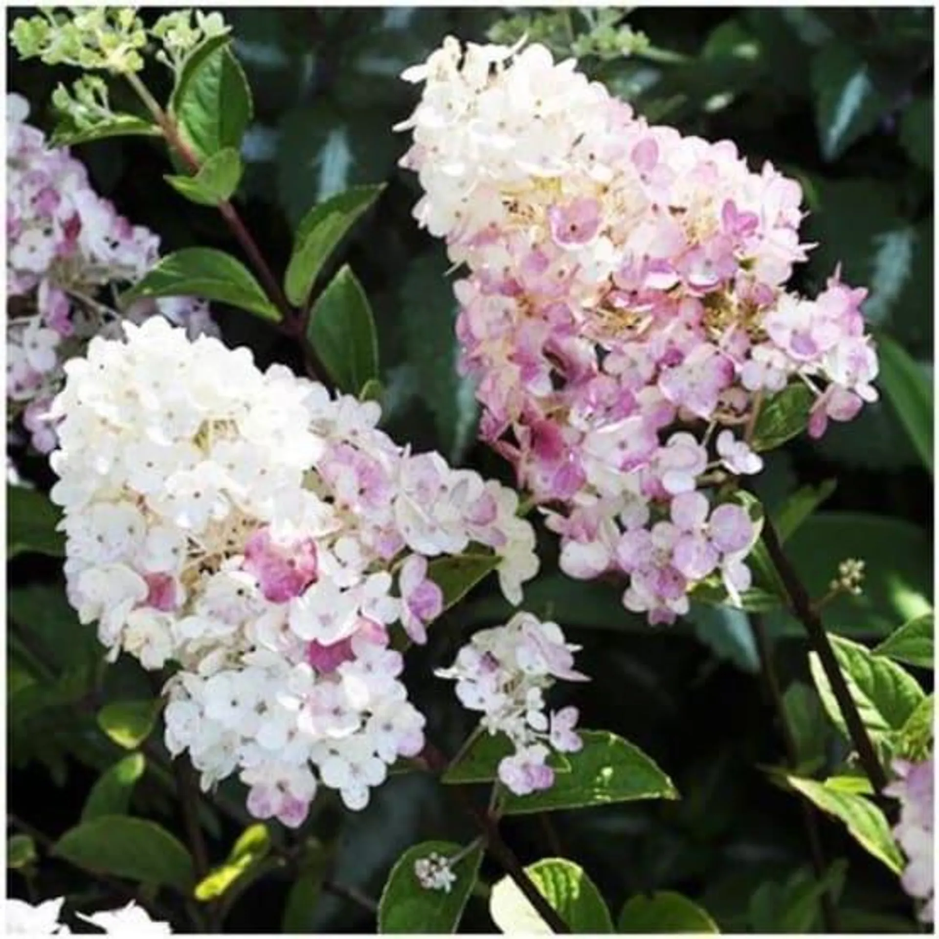 Hydrangea paniculata Sundae Fraise® - Hortensia