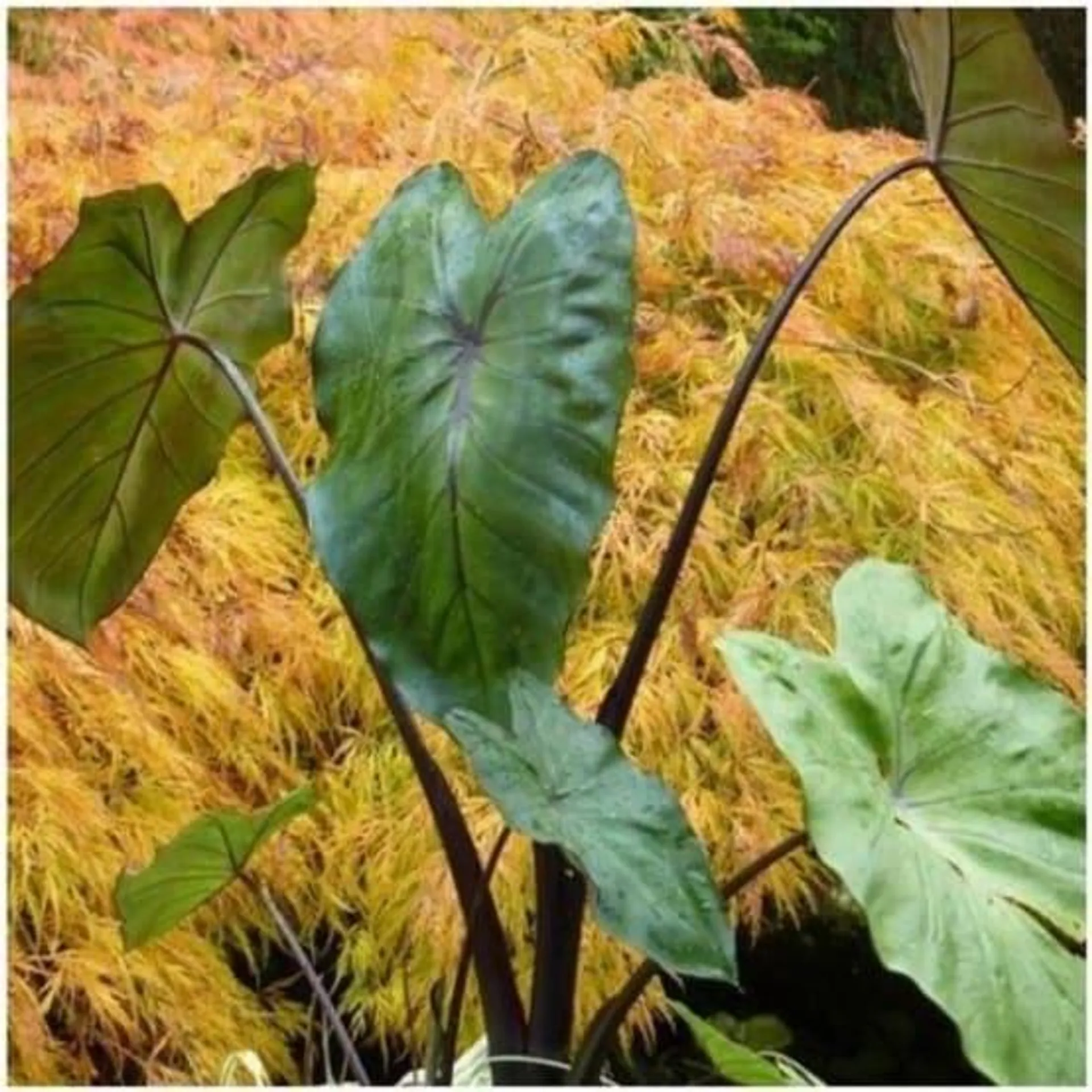 COLOCASIA assorti en pot de 4 litres