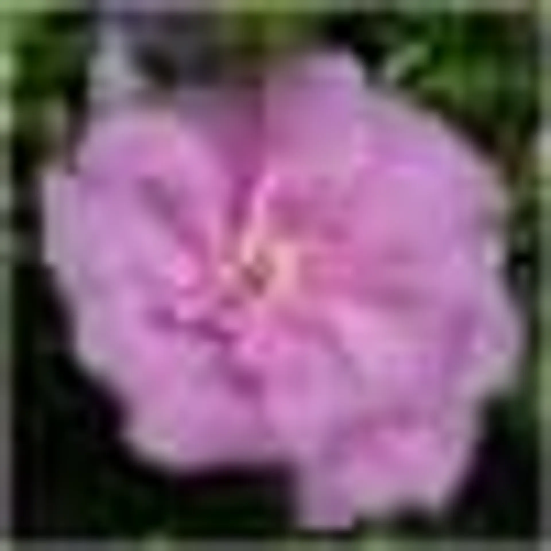 Hibiscus syriacus 'Lavender Chiffon'