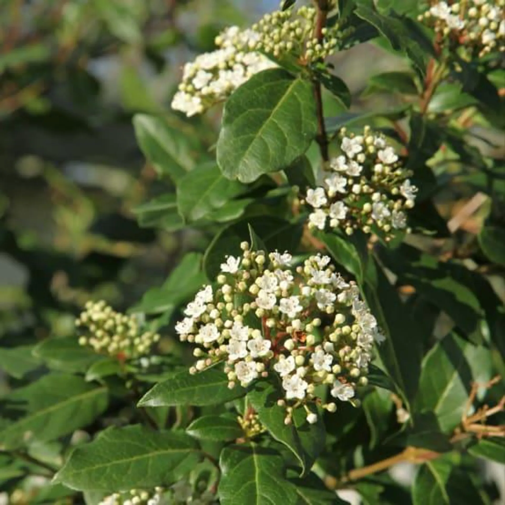 Laurier tin (Viburnum tinus)