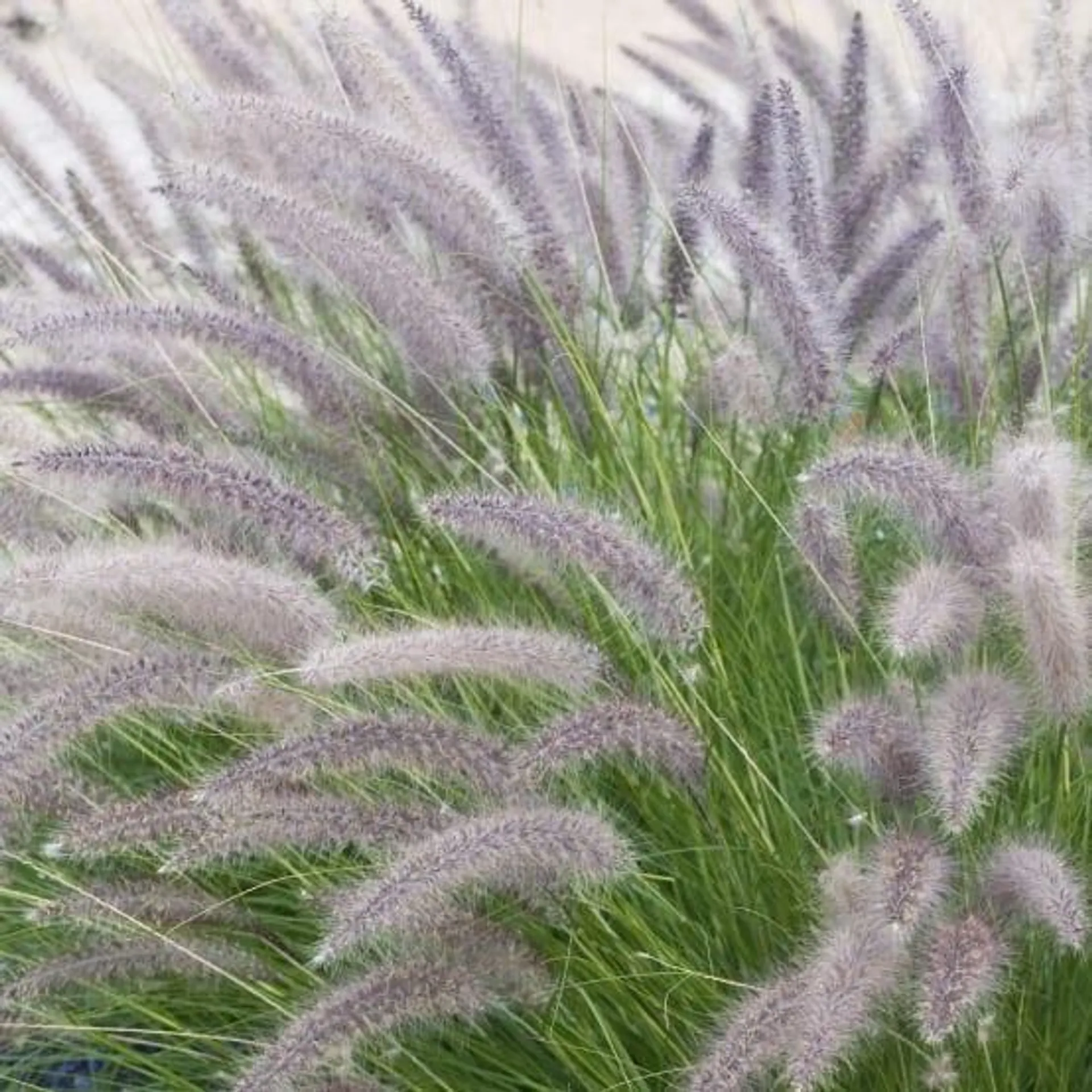 Pennisetum orientalis lot de 3