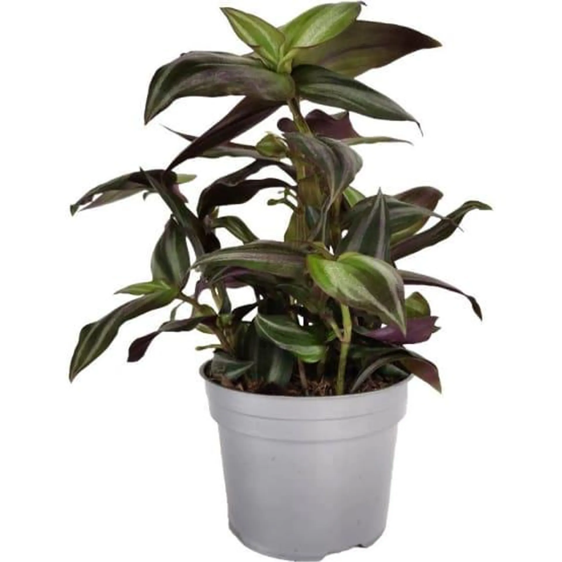 Tradescantia zebrina