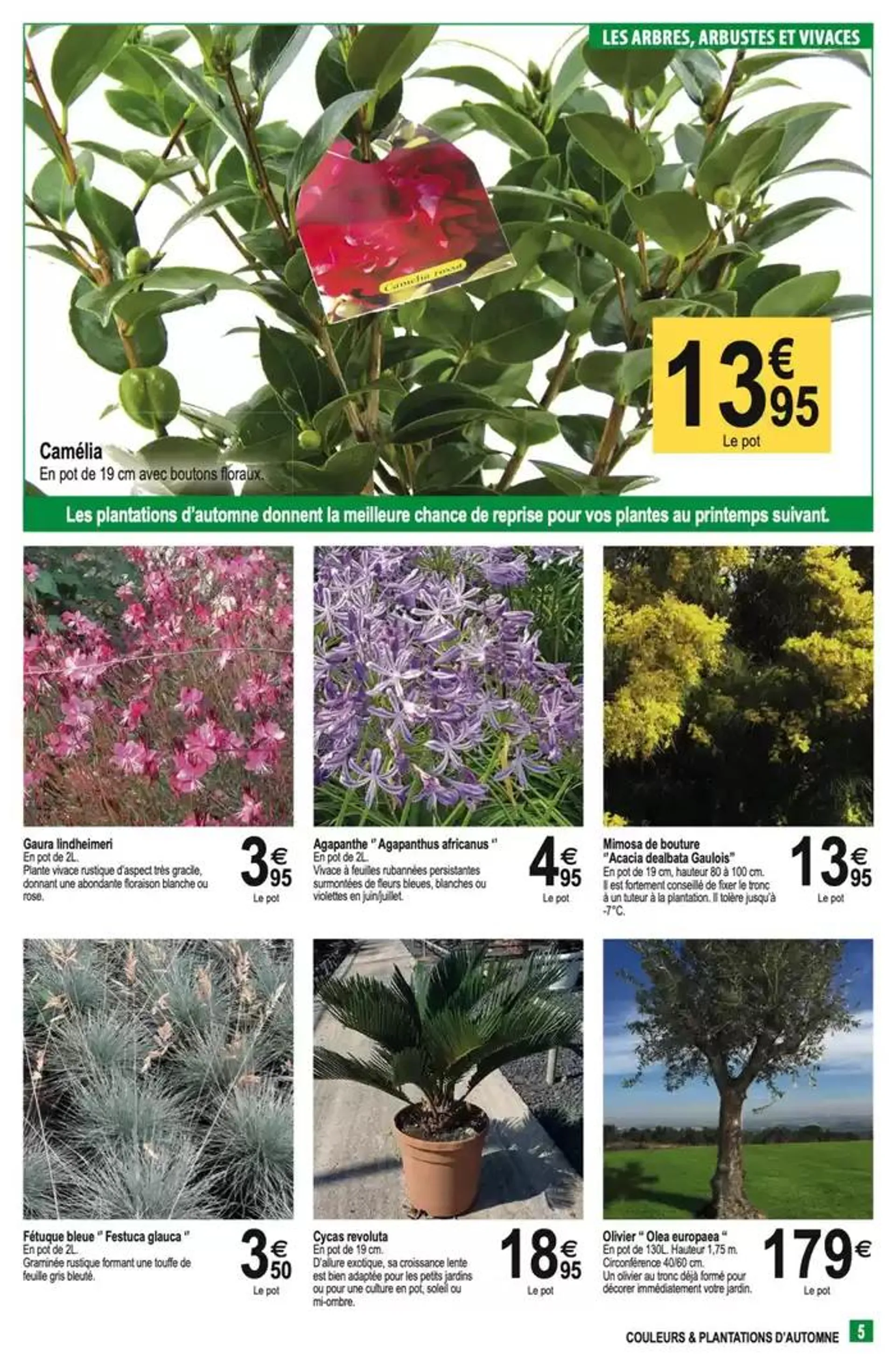 Couleurs & plantations d'automne du 23 octobre au 2 novembre 2024 - Catalogue page 5