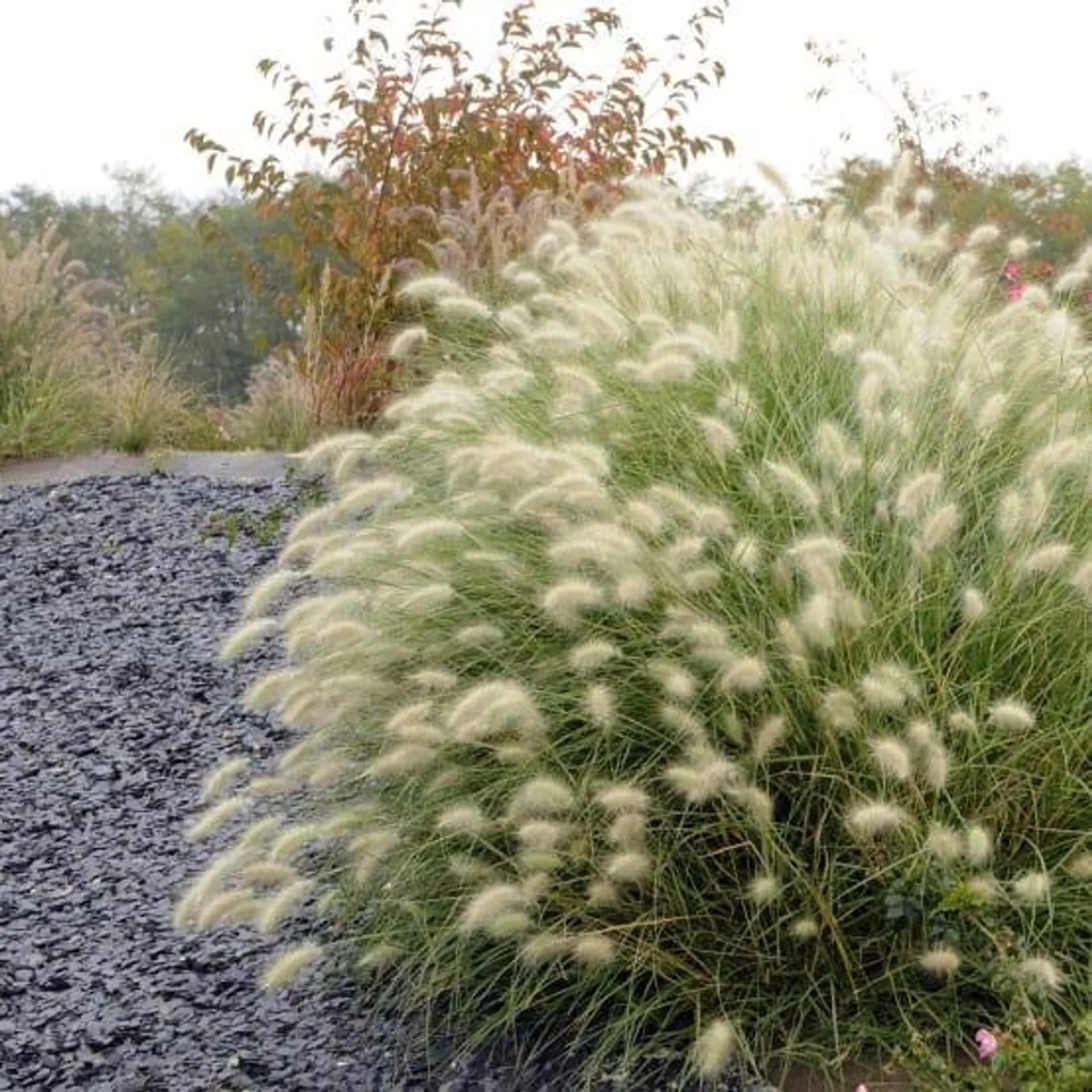 Pennisetum villosum lot de 3