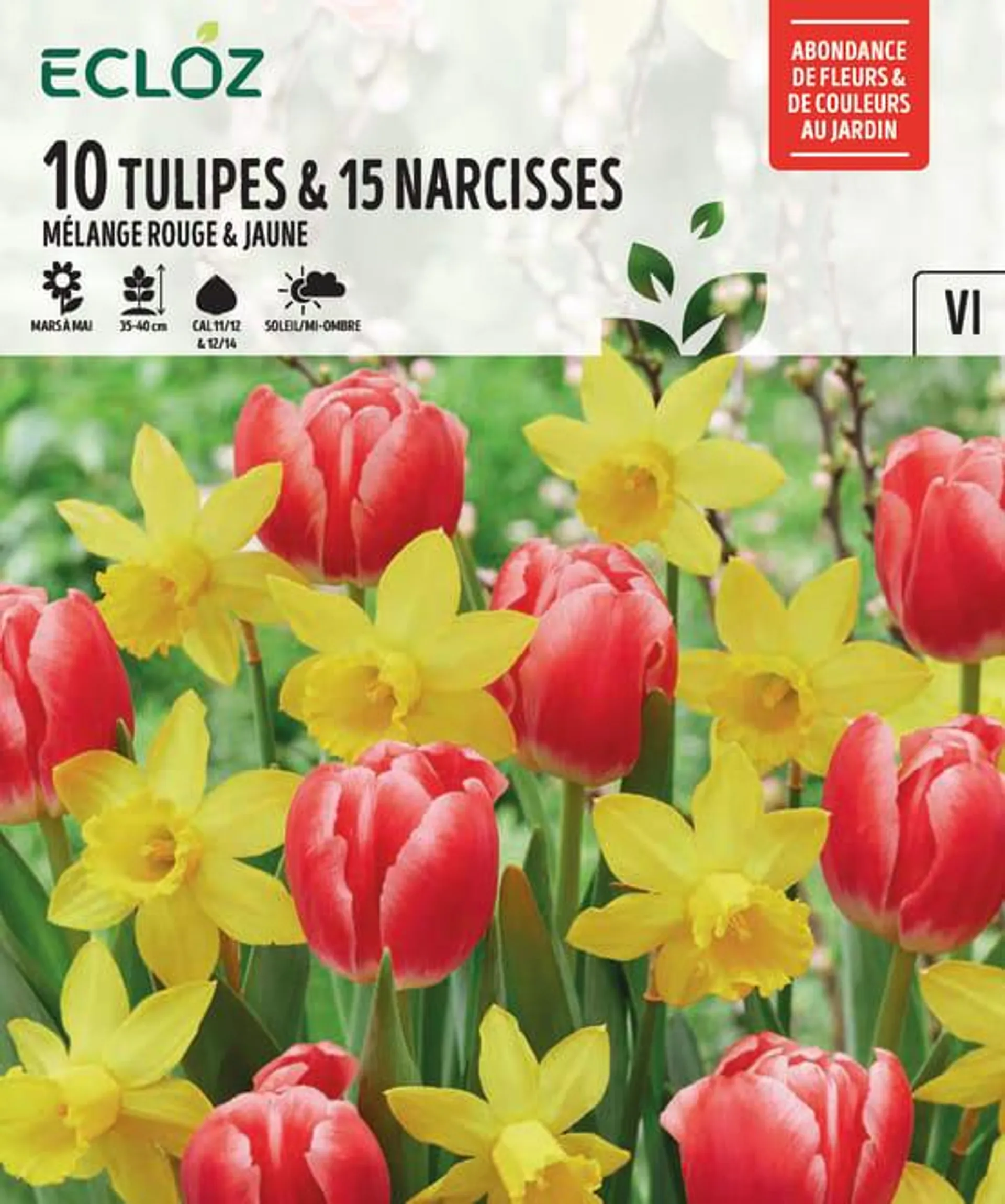 Bulbes Tulipe et Narcisse Rouge/Jaune x25 - ECLOZ