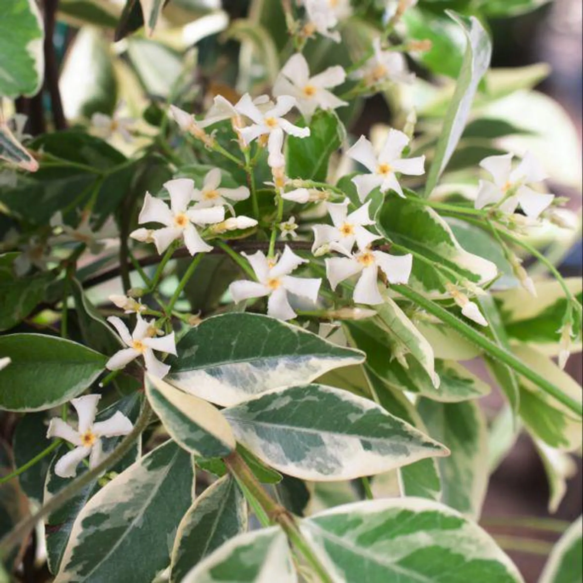 Jasmin étoilé panaché - Trachelospermum 'Variegata'