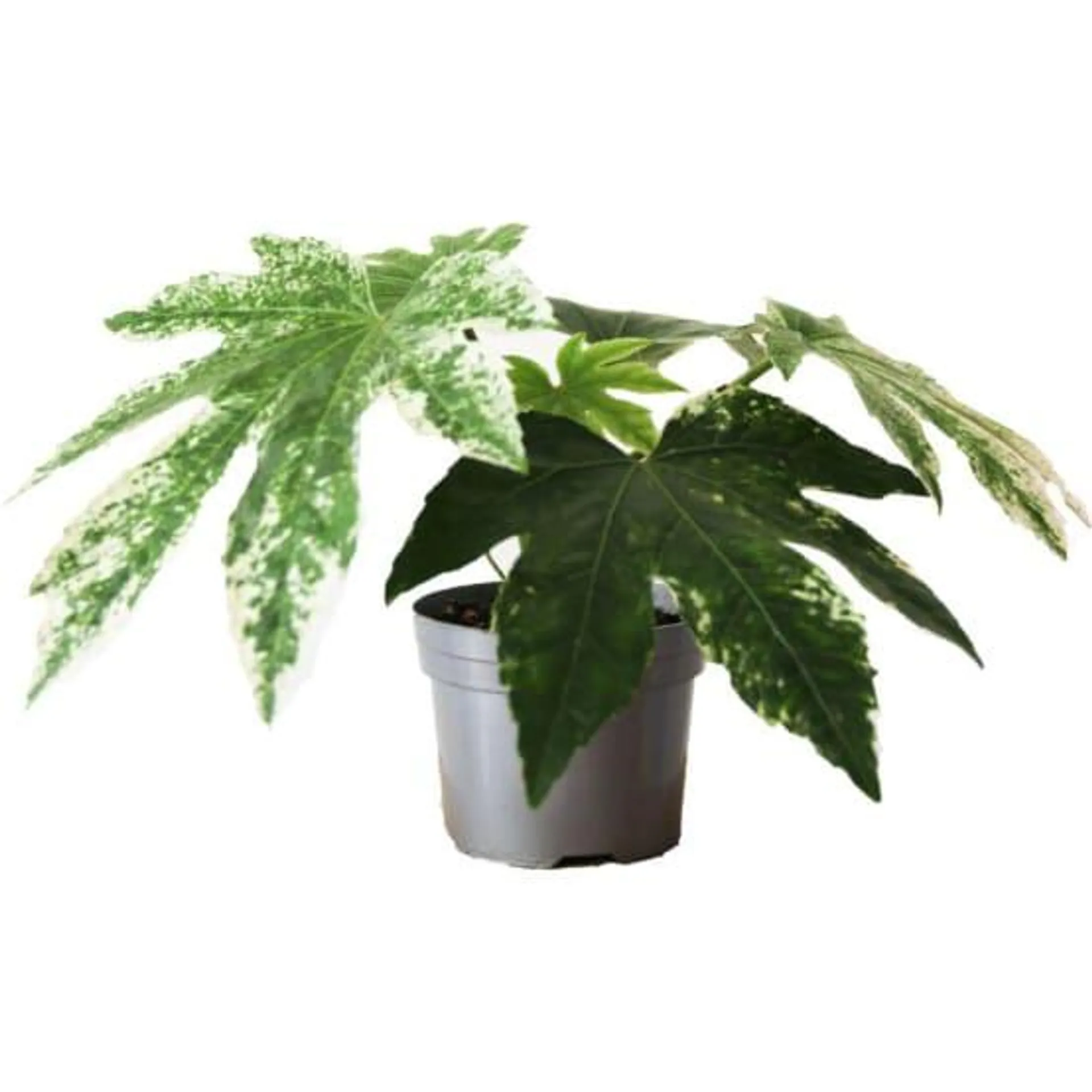 Aralia panaché