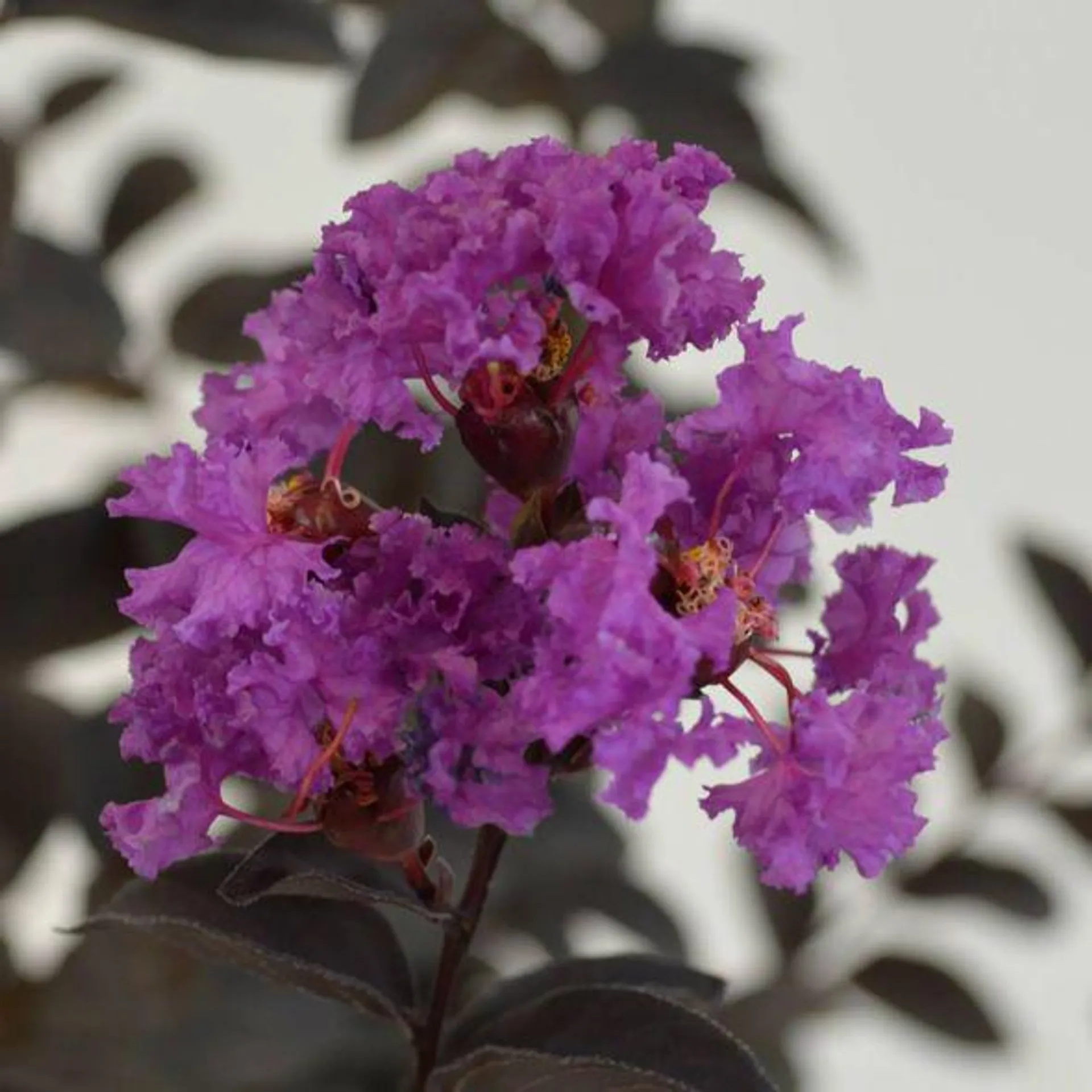Lilas des Indes Black Solitaire® Purely Purple