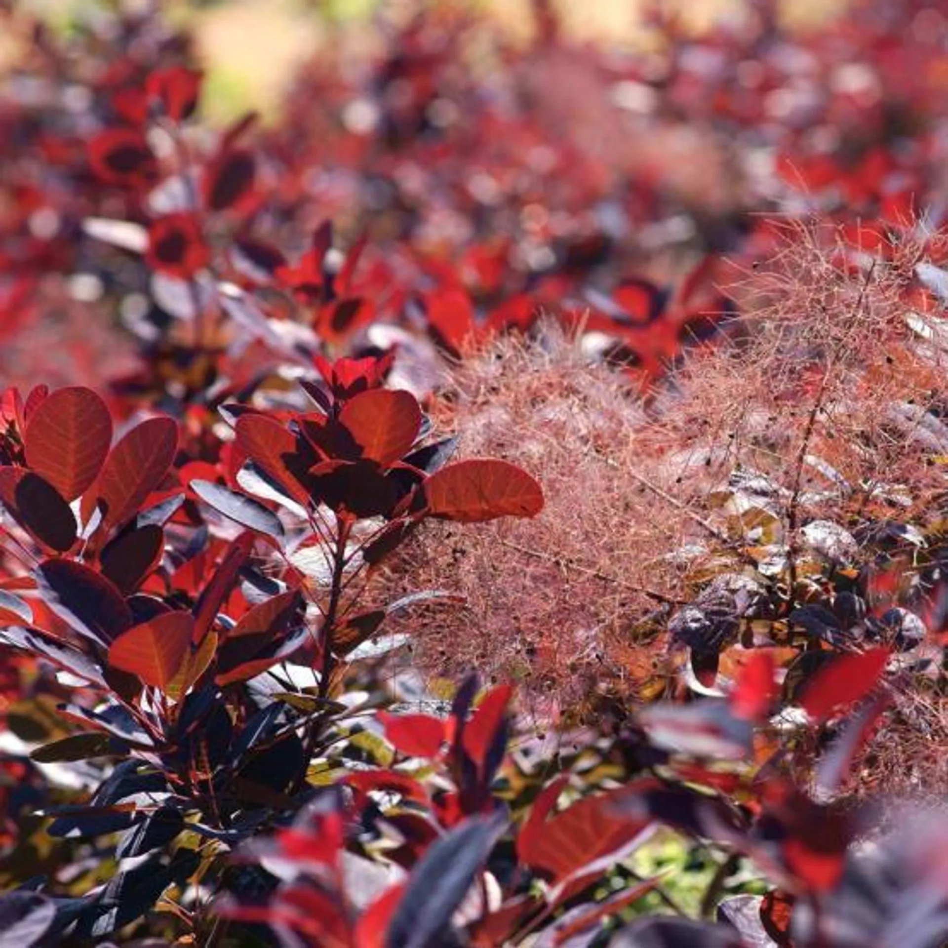 Arbre à perruques 'Royal purple'