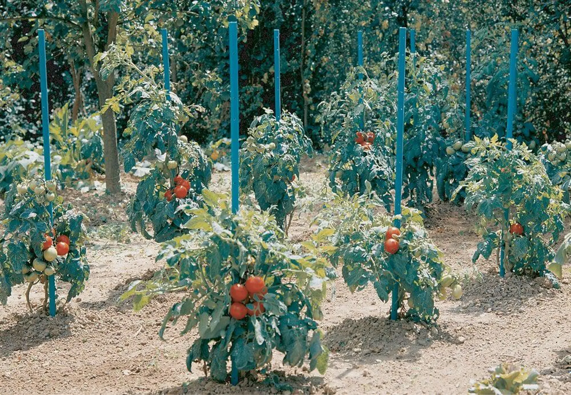 Tuteur tomates à réserve d'eau Aquatom 20 x 20mm x 180cm