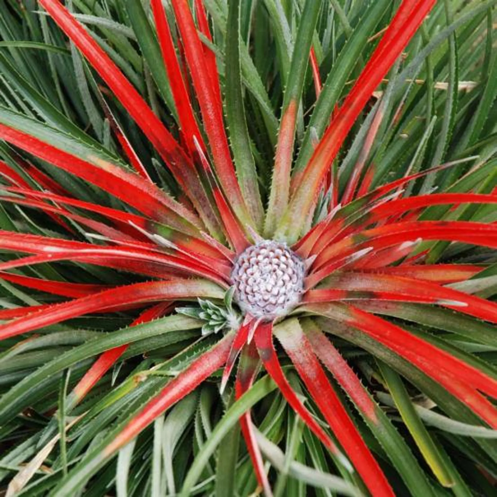 Fascicularia bicolor