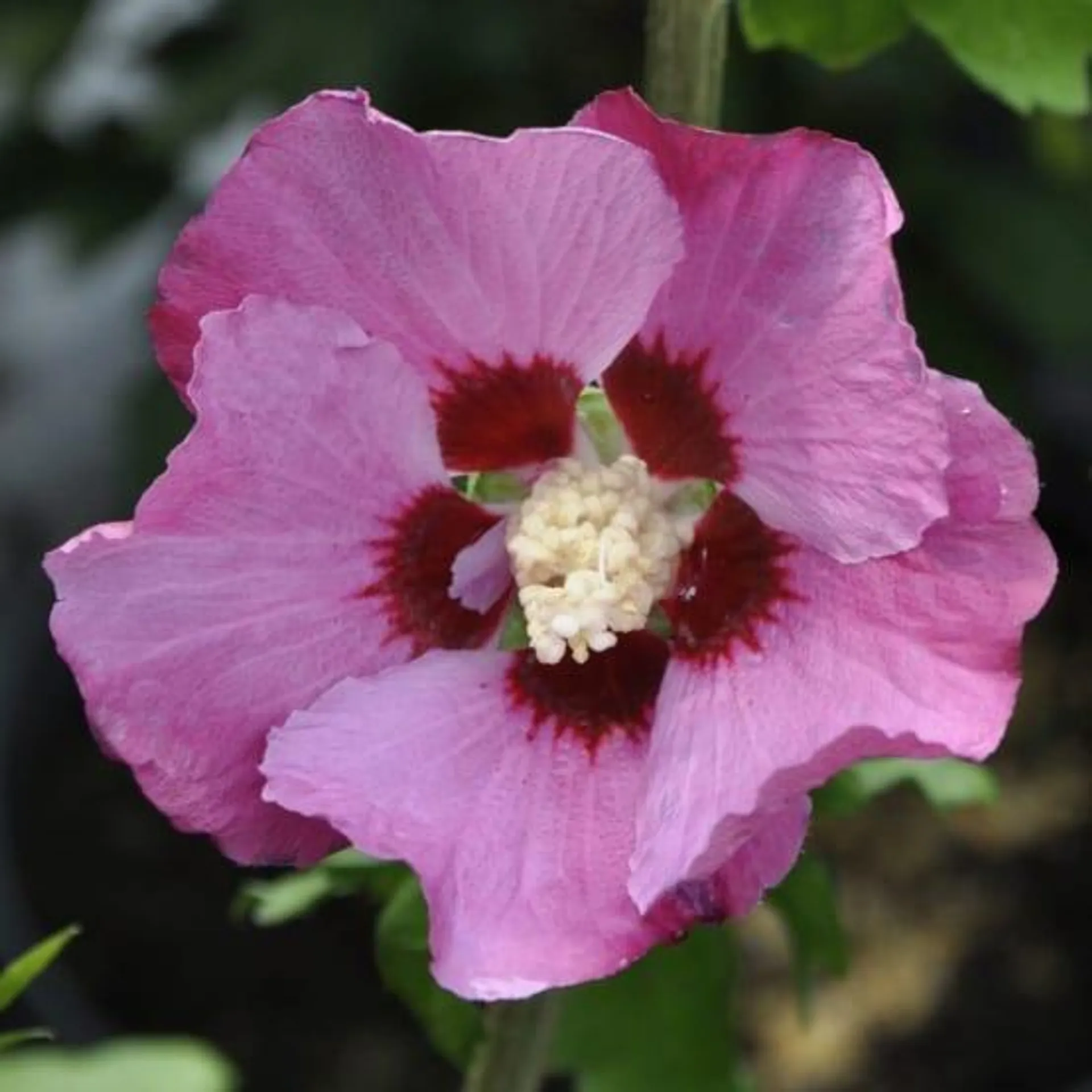 Hibiscus syriacus 'Pink giant'