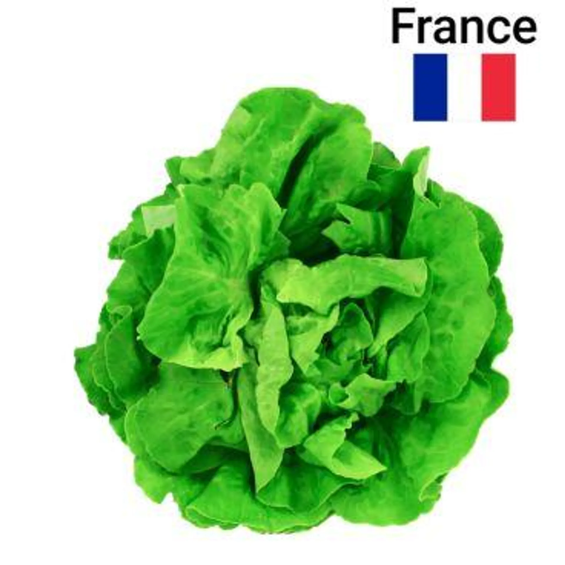 Salade Verte Laitue Pièce Bio