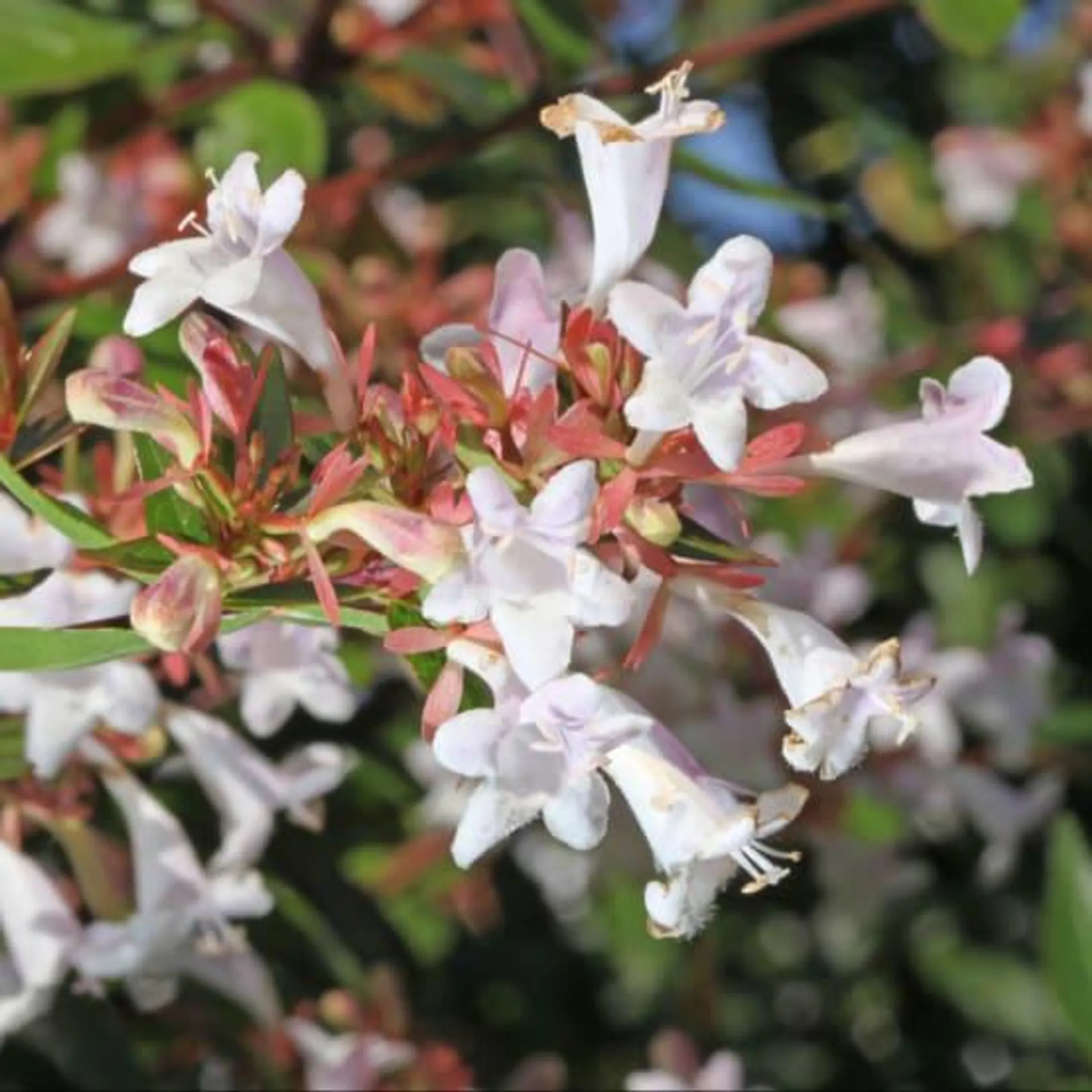 Abélia à grandes fleurs