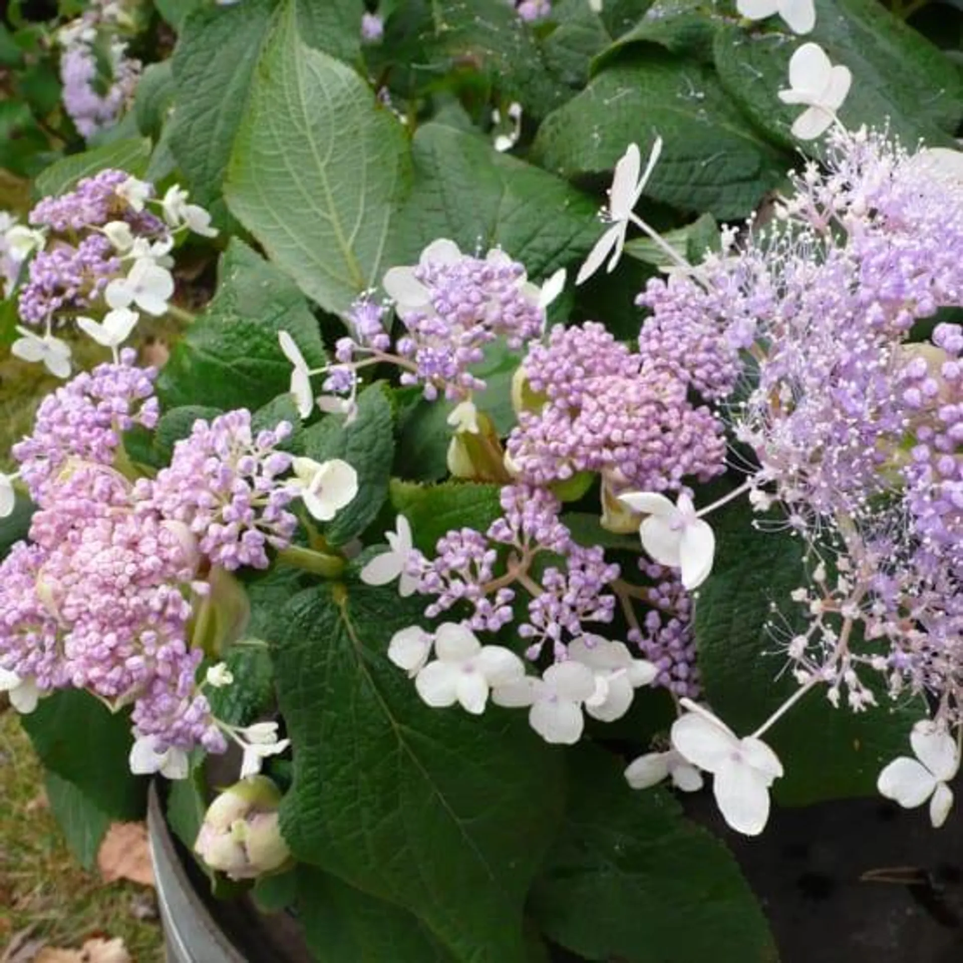 HYDRANGEA involucrata