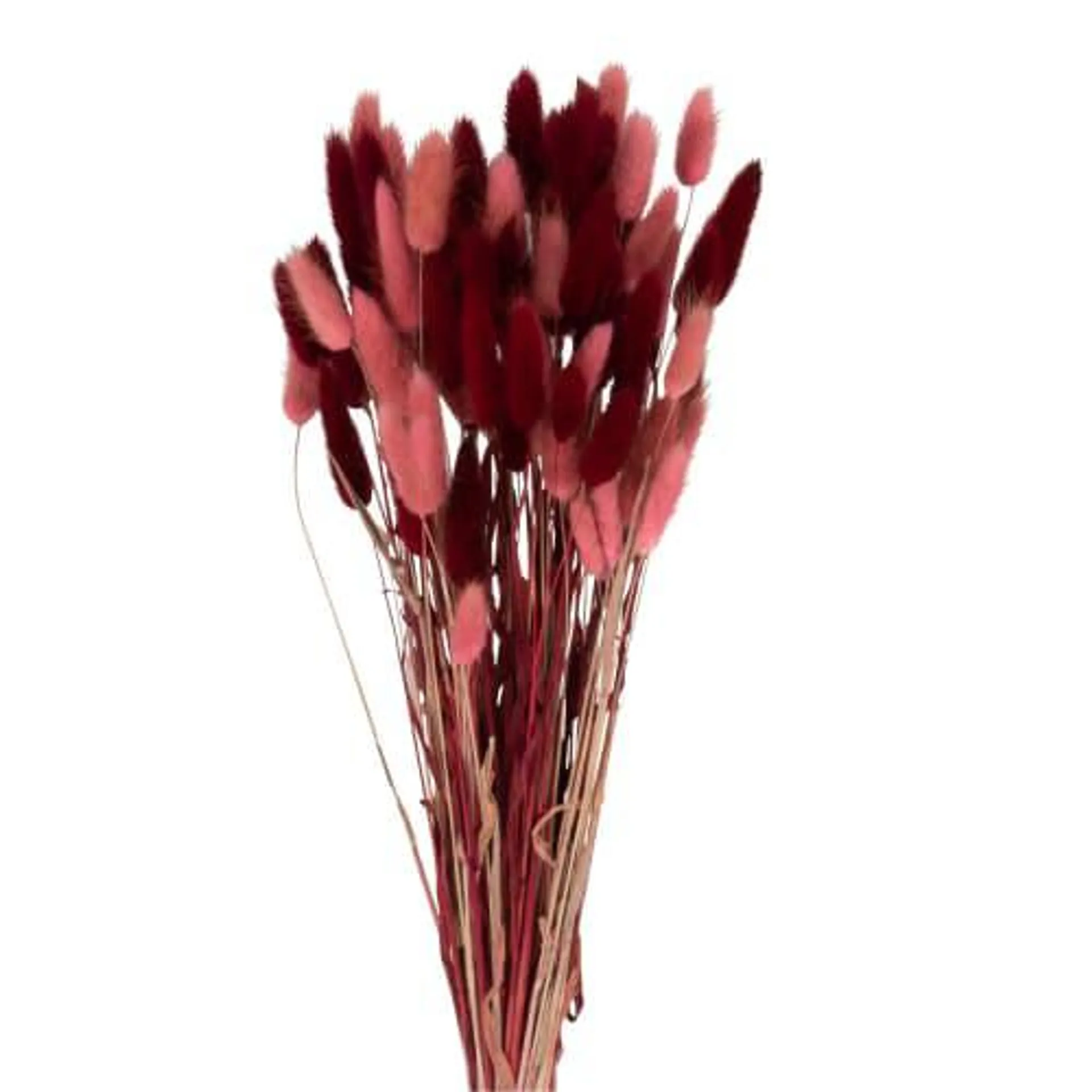 Bouquet di coda di lepre essiccata rosa fucsia