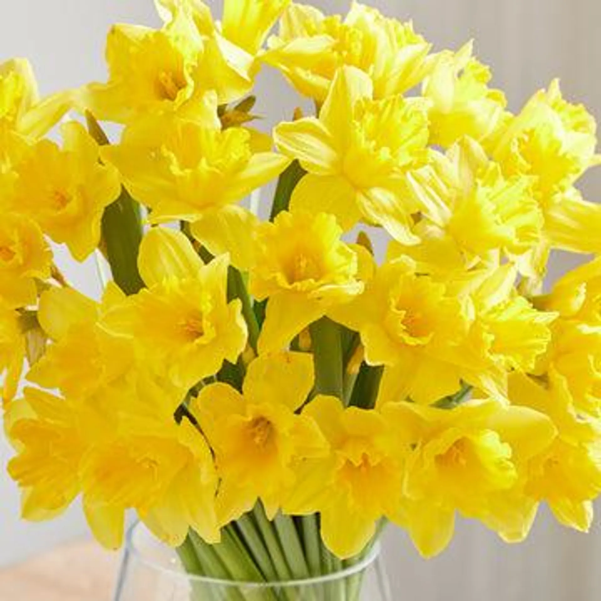 Letterbox Daffodils