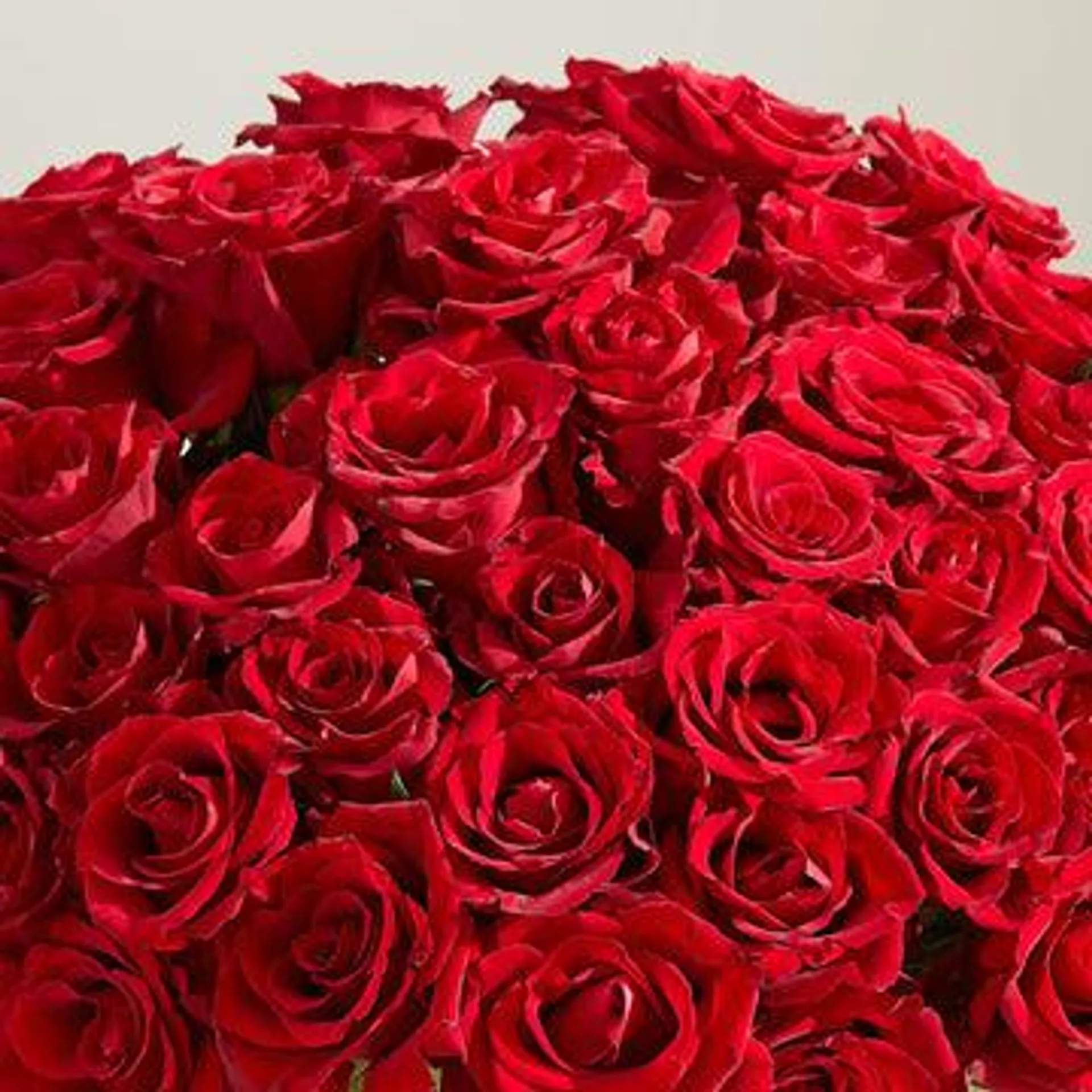 48 Ravishing Red Roses