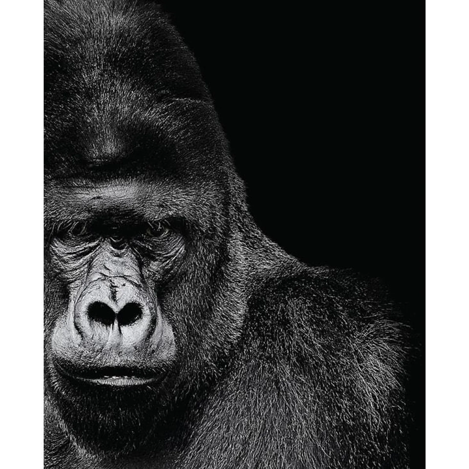 Stampa Gorilla in bianco e nero 40x50