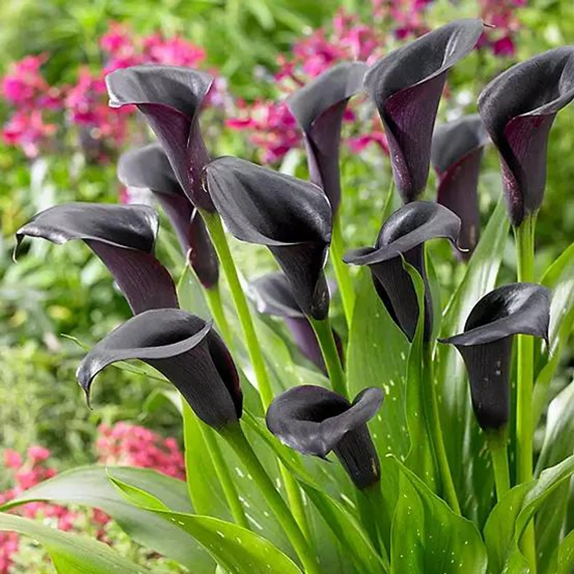 You Garden Zantedschia Cantor (Black Calla Lily) - 3 Bulbs