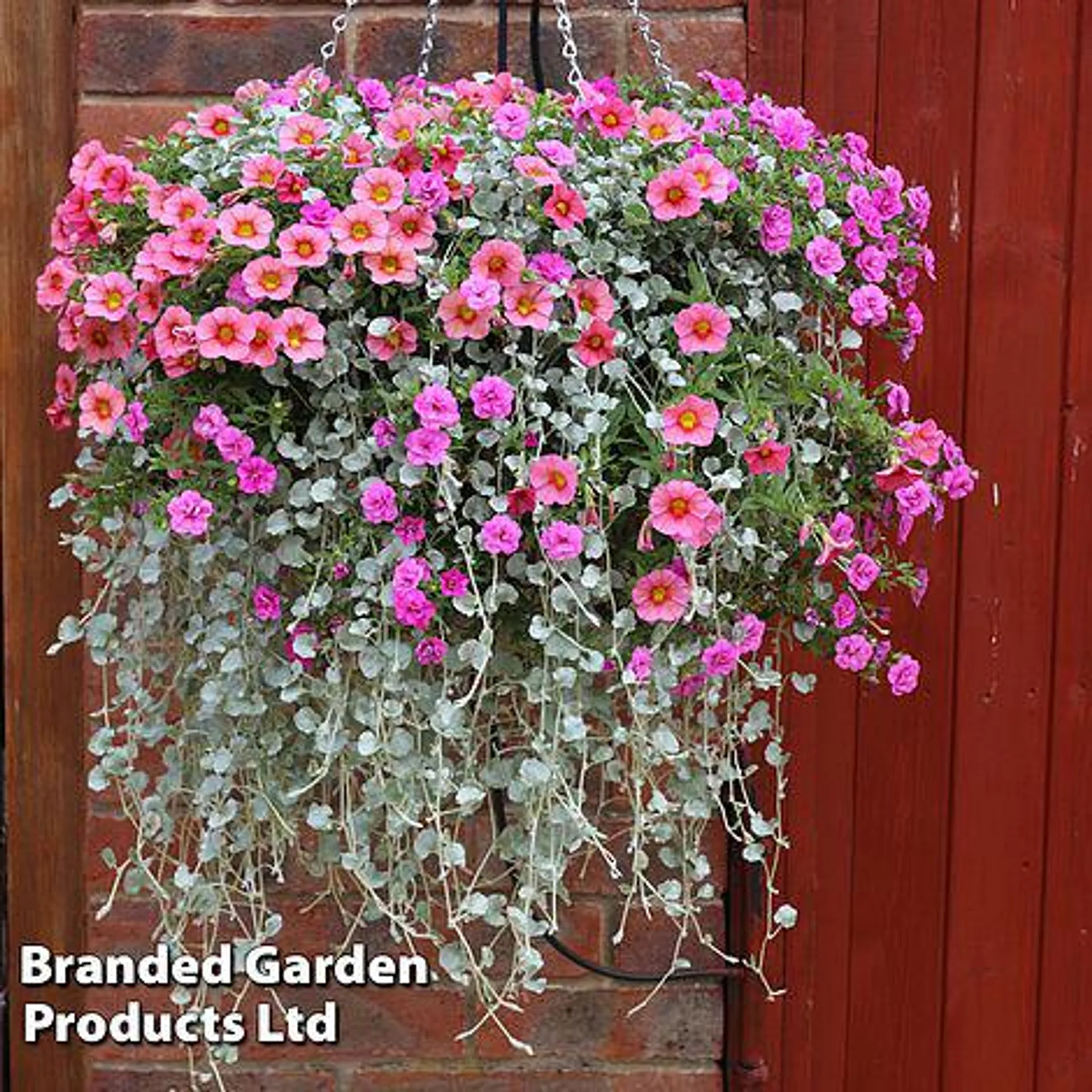 Buy two 25cm Pre-Planted Baskets ONLY £29.99
