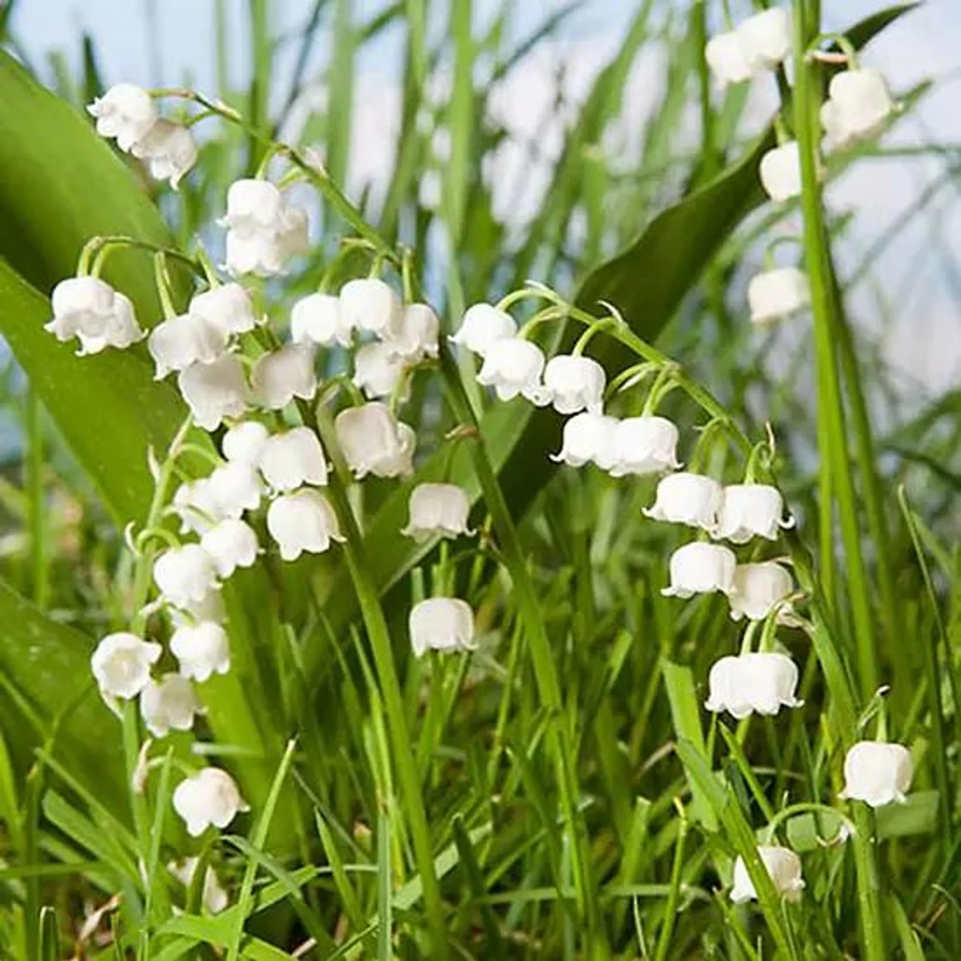 You Garden Convallaria (Lily of the Valley) - 10 Pips