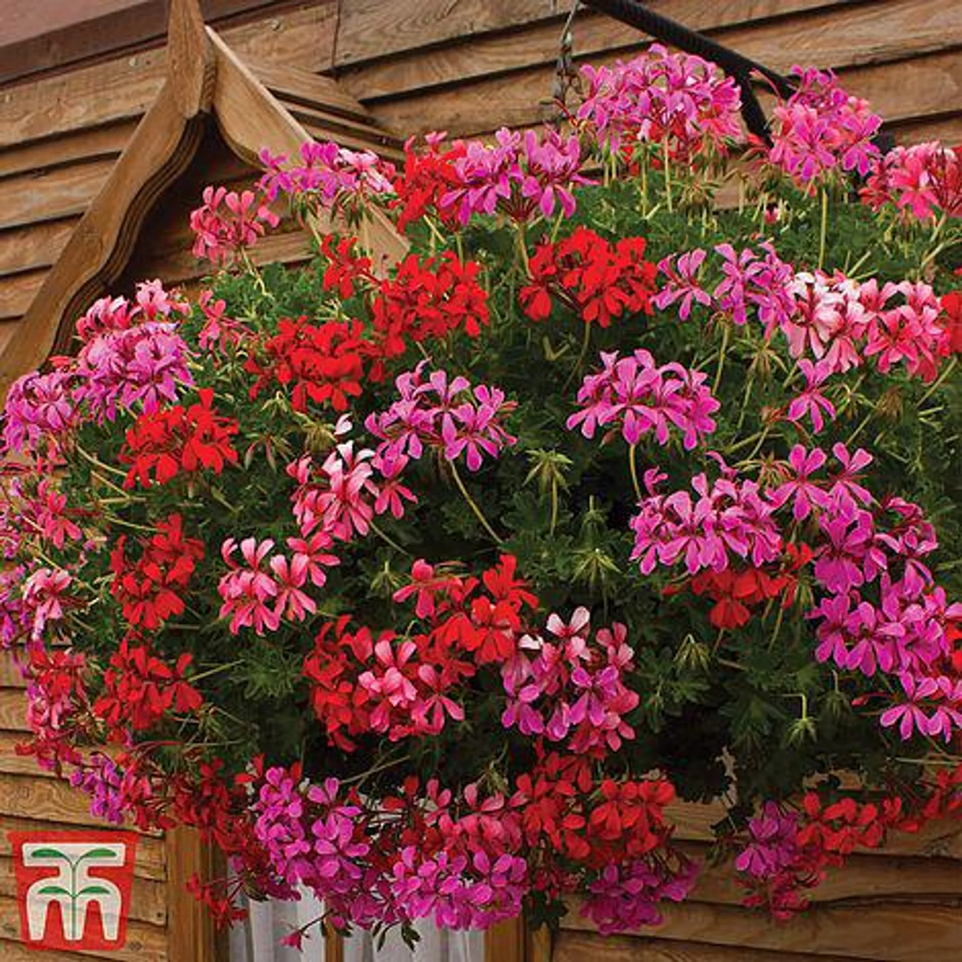 Buy two 25cm Pre-Planted Baskets ONLY £29.99